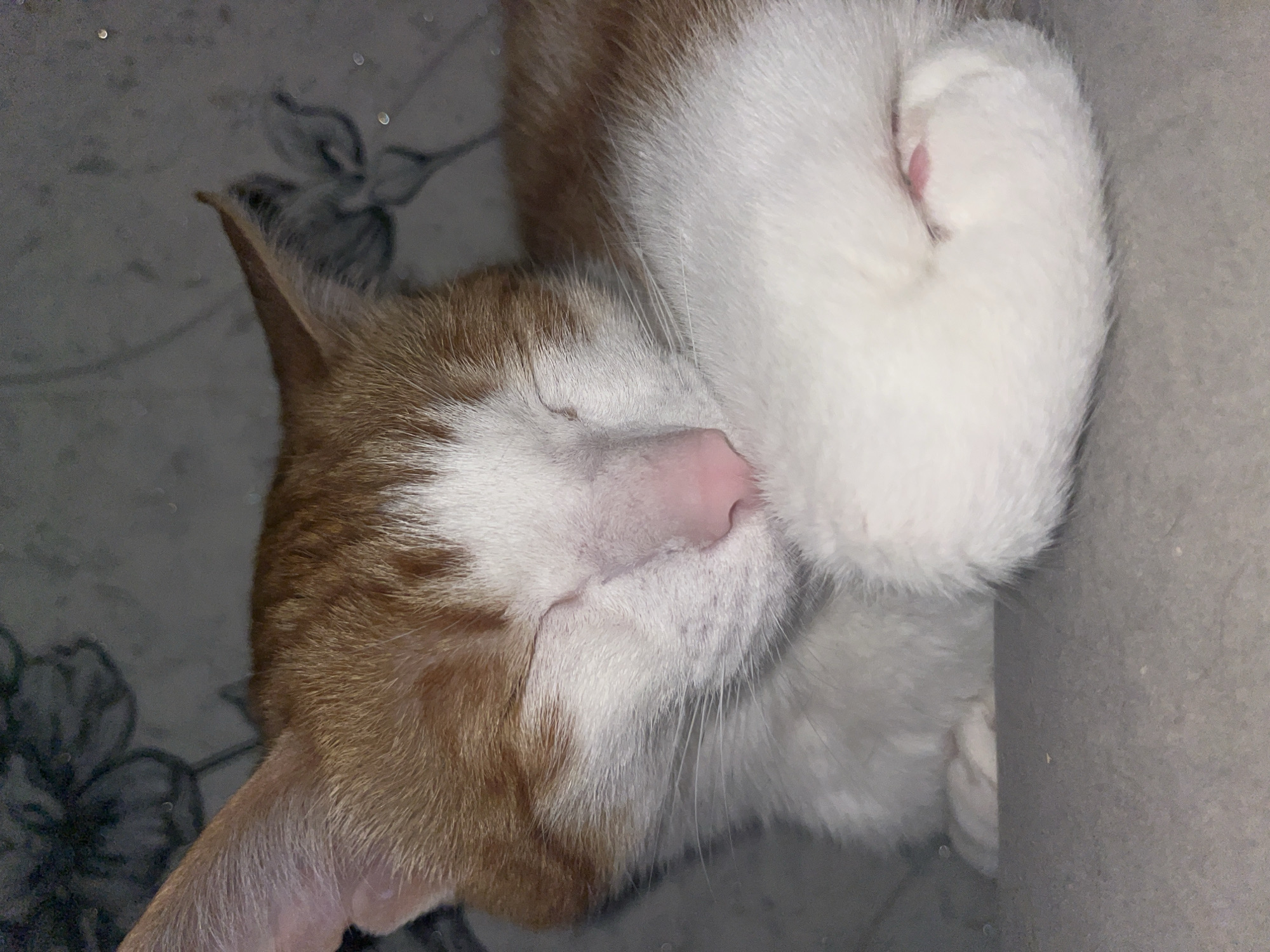 A close-up, overhead shot shows a sleeping cat. The cat has orange and white fur. Its face is nestled into its white paws, with a pink nose visible. The background appears to be a gray surface with a floral pattern. The location and city of Chaikovsky, Russia are not discernable from the image.