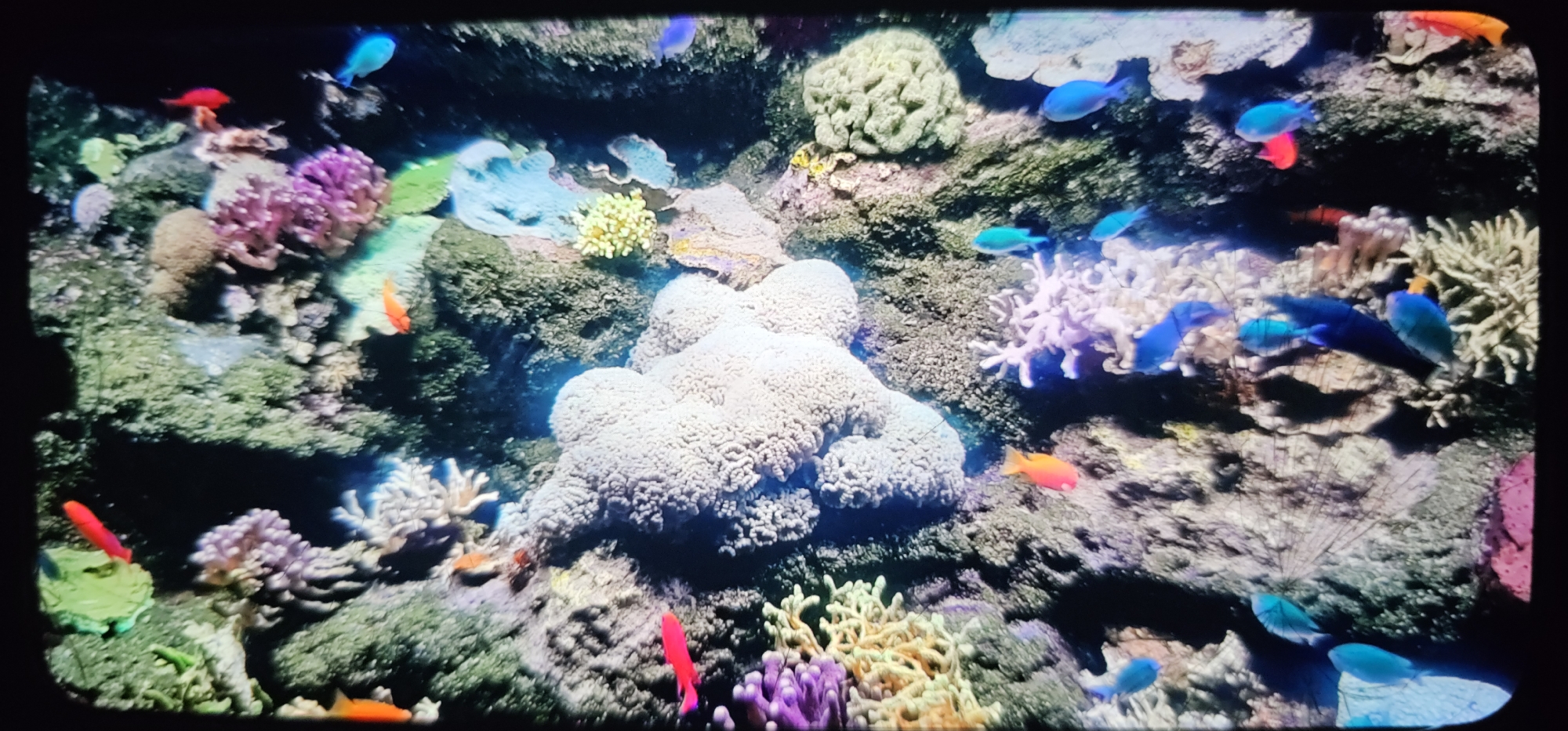 The image depicts an underwater scene with a coral reef populated by numerous small, brightly colored fish. The coral formations exhibit a variety of textures and shapes, predominantly in shades of white, green, purple, and beige. Various fish, in hues of orange, red, and blue, are scattered throughout the reef, some swimming individually and others in small groups. The lighting suggests an artificial environment, possibly an aquarium, with some areas of the reef illuminated and others in shadow. There is no indication of the city of Schönebeck (Elbe), Germany, in this image, as it is solely focused on the marine life and coral reef.