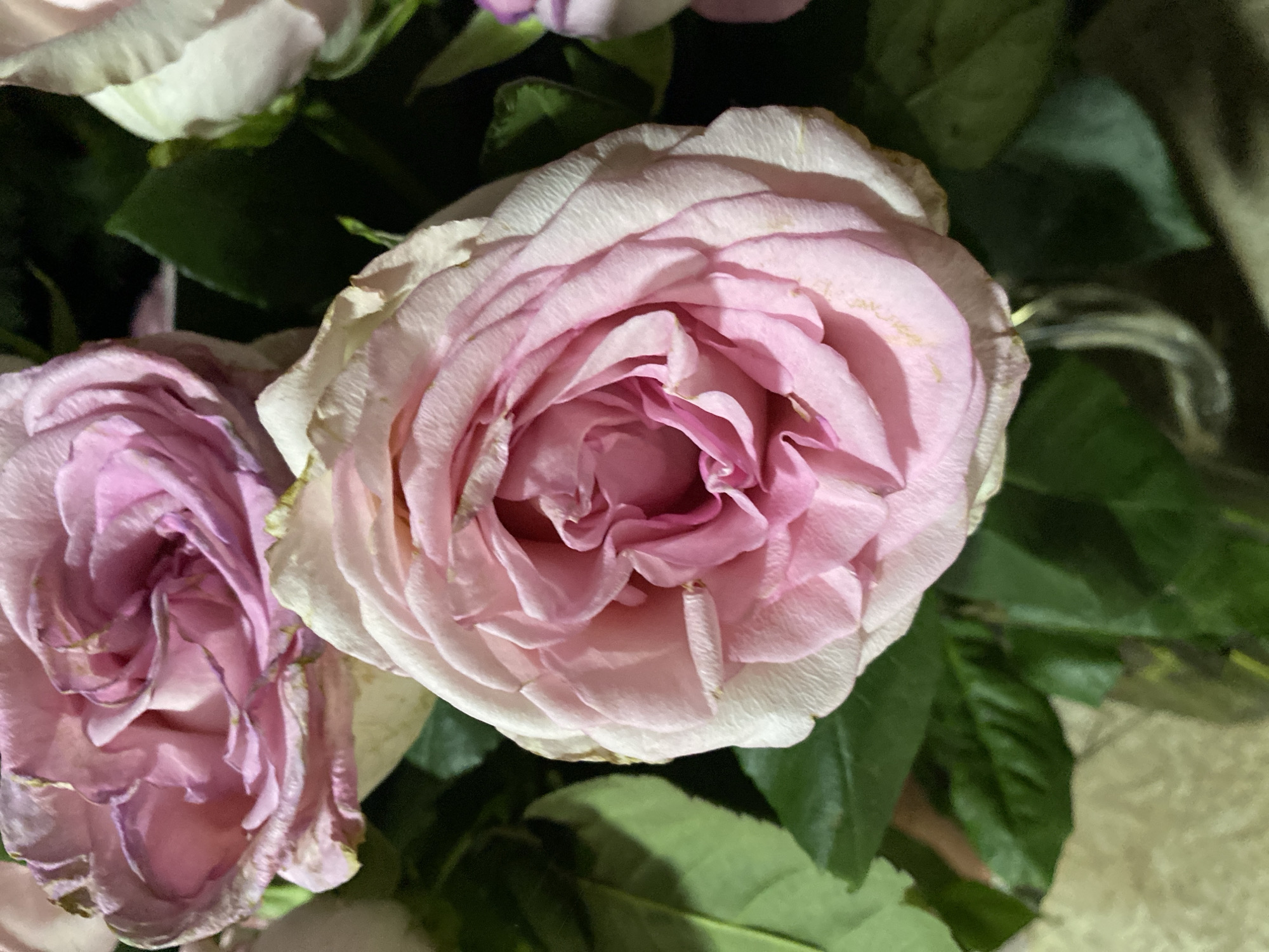 The image shows a close-up of a bouquet of pink roses with green leaves. The roses are in various stages of bloom, with some appearing fully open and others still budding. The petals have a soft, velvety texture and exhibit delicate shades of pink, with some edges tinged with a lighter hue and slight browning. The leaves are a deep green and appear healthy. The background is dark, suggesting an indoor setting, possibly illuminated by artificial light. The scene does not provide any contextual information about the city of Oktiabrskaya, Russia, or any people or actions taking place.