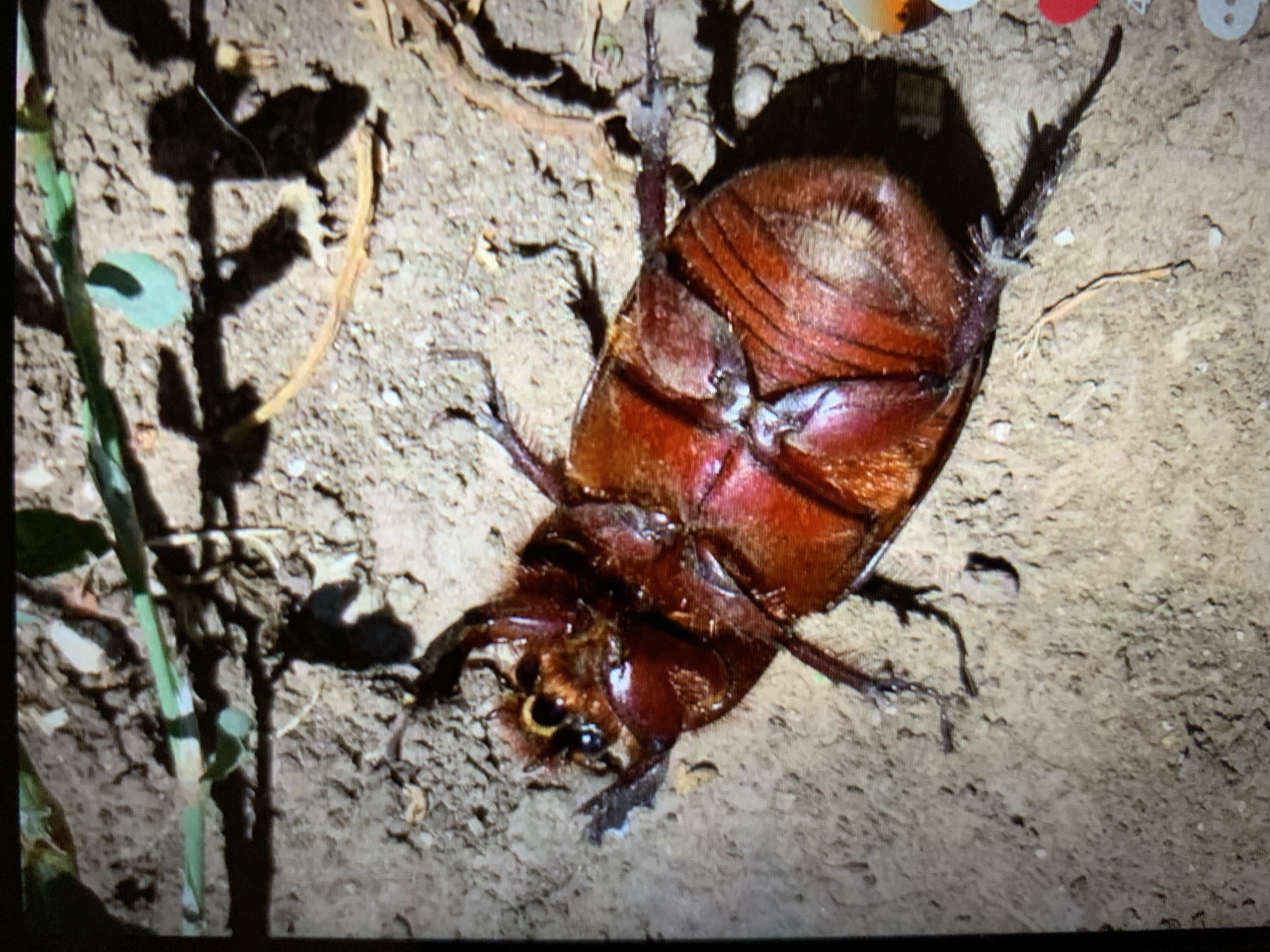 A close-up, overhead shot shows the underside of a large, reddish-brown beetle lying on dry, packed dirt. The beetle is positioned diagonally, with its legs splayed outwards. Its segmented body, visible antennae, and small eyes are discernible. The surrounding environment consists of loose soil, small pebbles, and dried plant matter, including a thin, pale stalk in the foreground and a dark, curved object. A thin green stem with some lighter markings runs across the top portion of the frame, casting a shadow. The lighting suggests it is either artificial or from a low sun angle, creating distinct shadows. The image does not contain any people or any recognizable landmarks indicating a specific location within the city of Lyman, Ukraine.