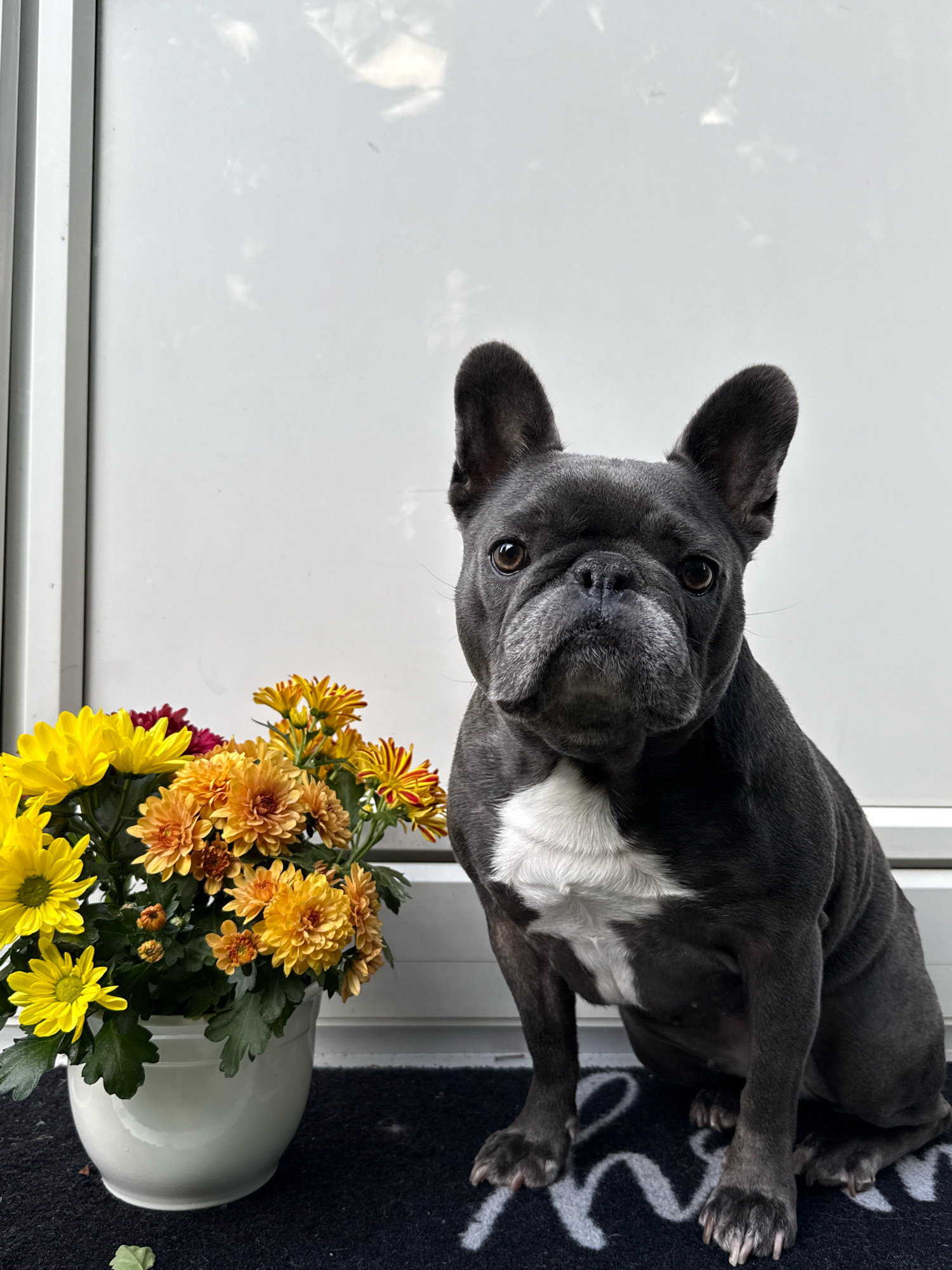 In Bad Sachsa, Germany, a dark gray French bulldog with a white chest patch is seated on a black doormat. To the left of the dog, a white ceramic pot overflows with a vibrant arrangement of yellow, orange, and reddish chrysanthemums. The background is a smooth, white surface, possibly a door or wall, with faint reflections of light. The overall scene suggests a domestic outdoor setting.