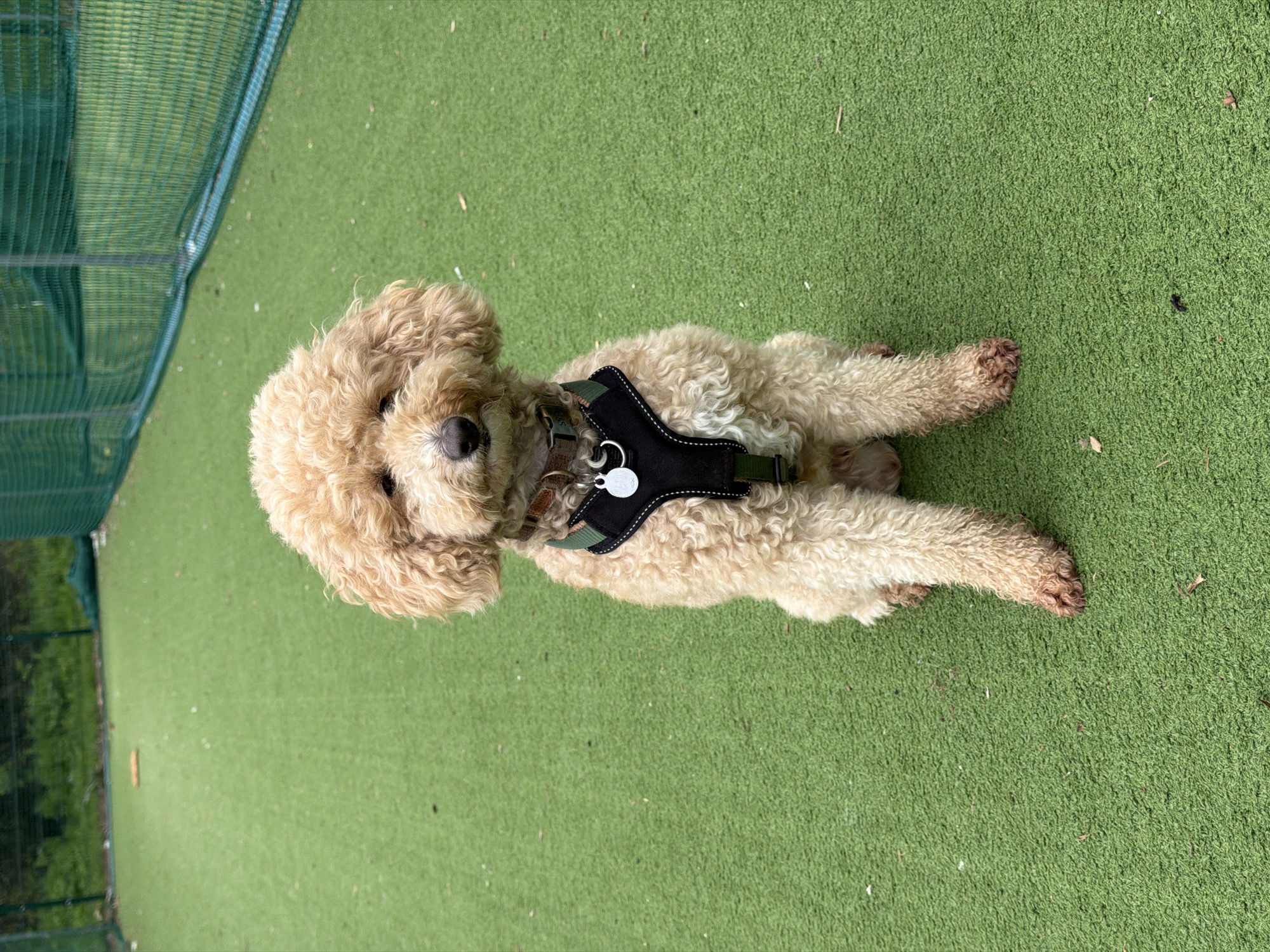 A medium-sized, light-brown poodle wearing a black harness is lying on a flat, green artificial turf surface. The dog is facing forward with its front paws extended. A green mesh fence is visible in the upper left corner of the frame. The location appears to be an outdoor area, possibly a park or designated dog area, in a developed urban setting. The image does not contain information to confirm a specific London location.