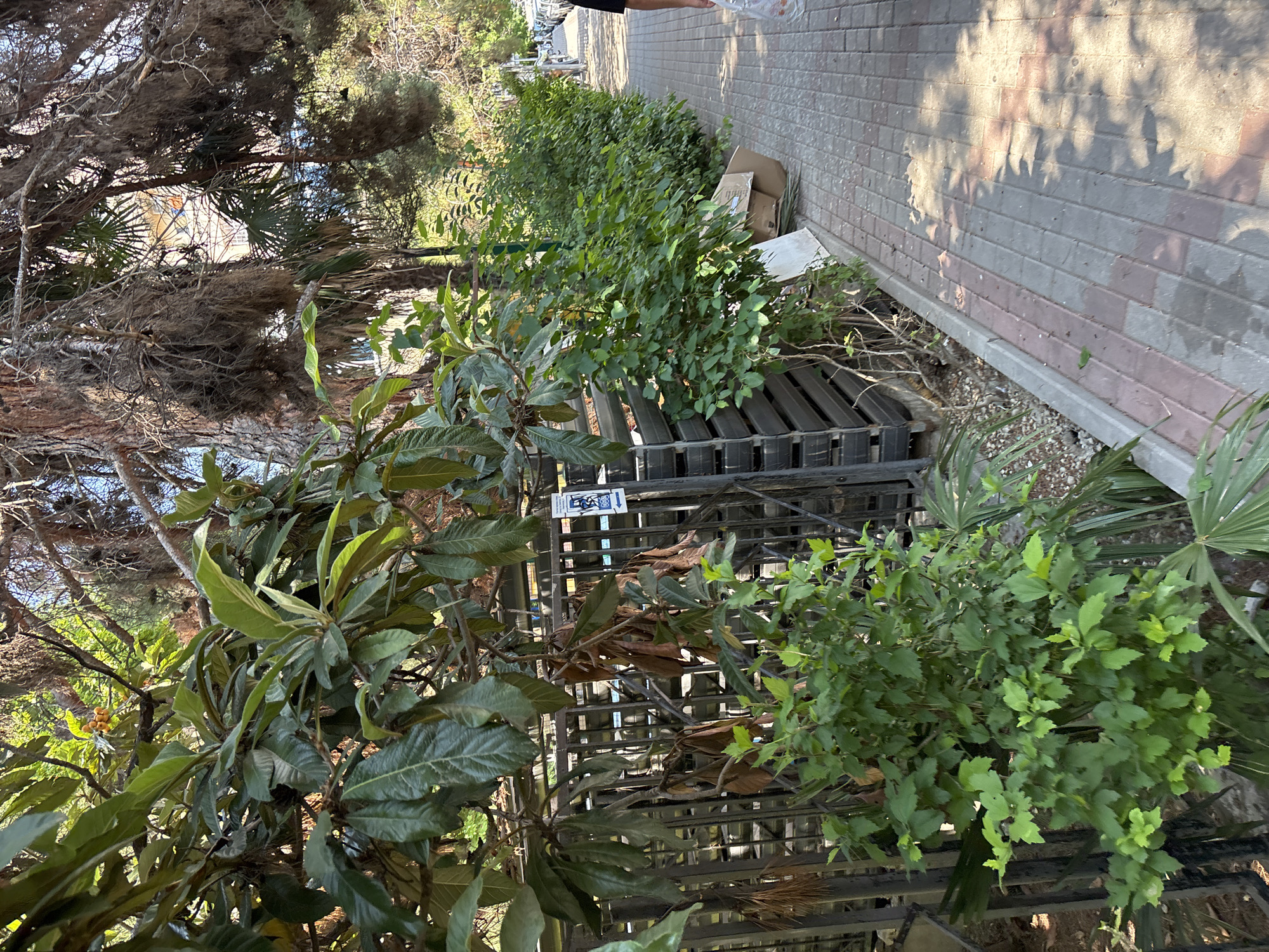 This image depicts an outdoor scene, likely a residential street or public walkway in Sochi, Russia, given the presence of lush vegetation and the architectural style implied by the distant building. A paved walkway, constructed with red and gray interlocking bricks, runs along the right side of the frame. The walkway is bordered by a low concrete curb and an area of natural ground with small stones and scattered debris.
To the left of the walkway, a metal fence or gate, constructed from dark-colored vertical bars and horizontal supports, encloses an area. Overgrown green bushes and leafy trees with dark, textured bark are visible behind and in front of this fence. Some of the trees have long, thin, dry, wispy branches hanging down, characteristic of certain pine or cypress varieties that thrive in Mediterranean climates like Sochi. In the foreground, a large green bush with many small leaves dominates the left side of the frame. Among the foliage of the larger trees, a cluster of small, orange fruits is visible, suggesting a fruiting tree like a loquat.
At the base of the fence, several large, black, rubber tires are stacked horizontally, suggesting a possible recycling or storage area. A few cardboard boxes are also present near the tires, one of which is open. A white, flat object, possibly a board or sheet of material, leans against the fence. A small blue sign with white graphics, depicting an abstract silhouette and an arrow, is affixed to the fence above the tires.
The overall impression is one of a somewhat untidy but verdant environment, with a mix of natural growth and man-made structures. The lighting suggests a bright, sunny day, with dappled shadows cast by the trees onto the walkway. A portion of a person's legs and feet, clad in dark shorts and sandals, is visible at the far right edge of the image, indicating a human presence, though their activity or interaction with the scene is not clear.