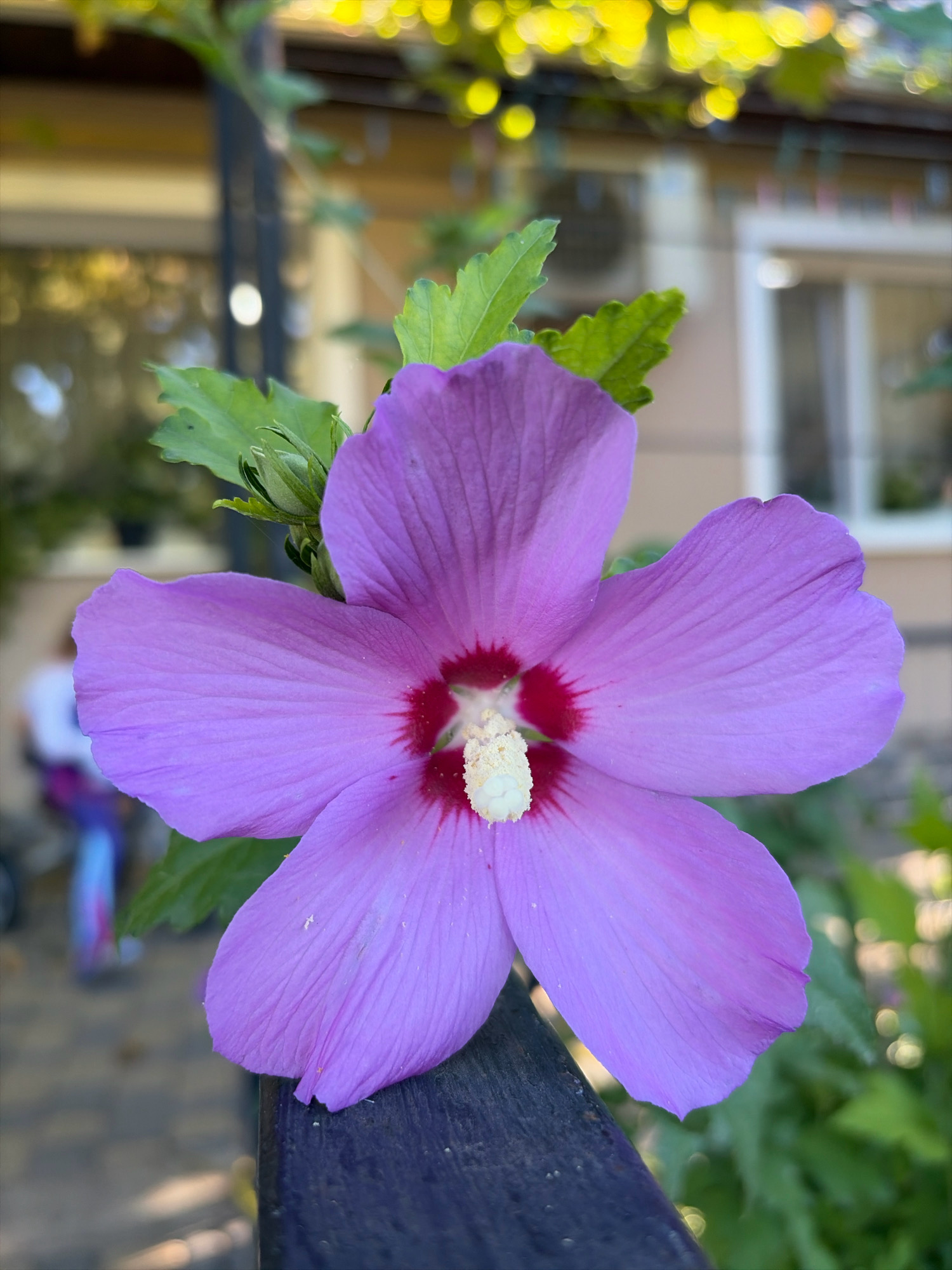 A close-up, eye-level shot showcases a vibrant, open purple hibiscus flower in the foreground, its delicate petals unfurling from a dark, textured surface, likely a wooden railing. The flower's center features a striking red stamen surrounded by a white pistil. Behind the bloom, a blurred background hints at a building with windows and sunlight filtering through green foliage, creating a bokeh effect. In the lower left corner of the frame, out of focus, a person on a bicycle with colorful accents is visible. The environment suggests an outdoor setting, possibly a garden or patio in Oxentea, Moldova.