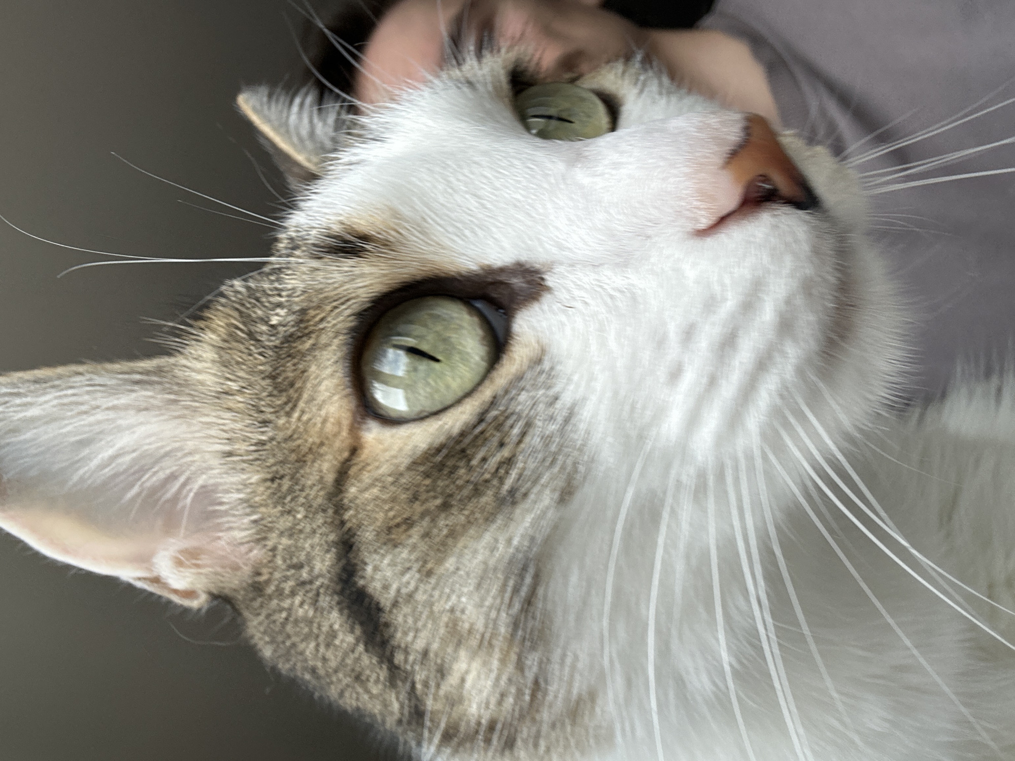 A close-up photograph depicts the head and face of a cat with striking green eyes. The cat has a mix of white and tabby fur, with the tabby pattern primarily visible on its left side. The nose is pink with brown spots. Long white whiskers extend outward. The background is a solid gray color, and a person's hand is visible above the cat's head. The location is not discernible from the image.
