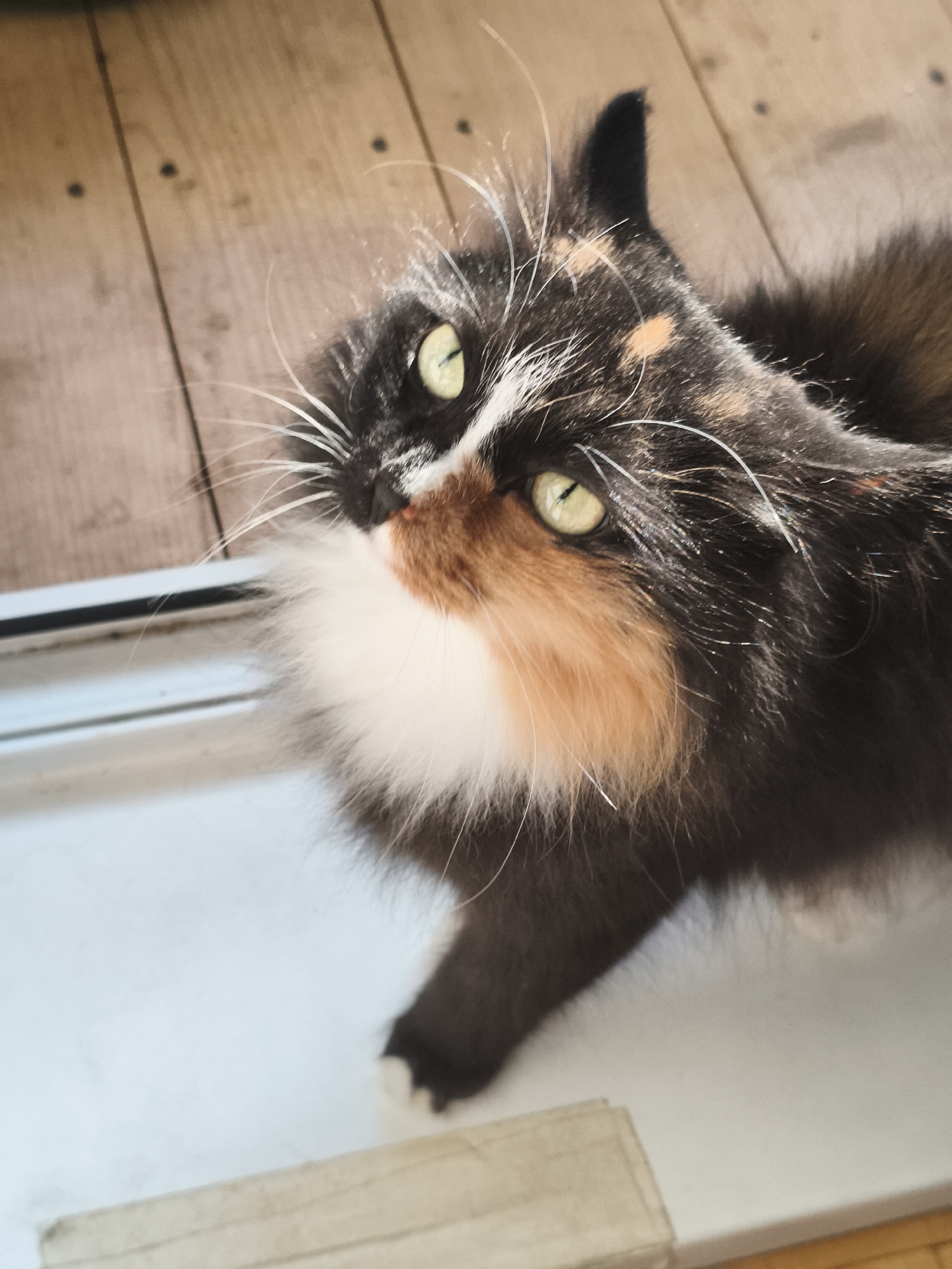 A calico cat is pictured from a high-angle shot, looking up towards the camera. The cat has distinct patches of black, orange, and white fur, with bright green eyes. Its whiskers are long and white. The background consists of a wooden floor with visible grain and some dark circular marks, and a white ledge or windowsill. The cat appears to be indoors, possibly near a window, as suggested by the light and the presence of the ledge. There is no indication of Chaikovsky, Russia, or any specific urban environment.