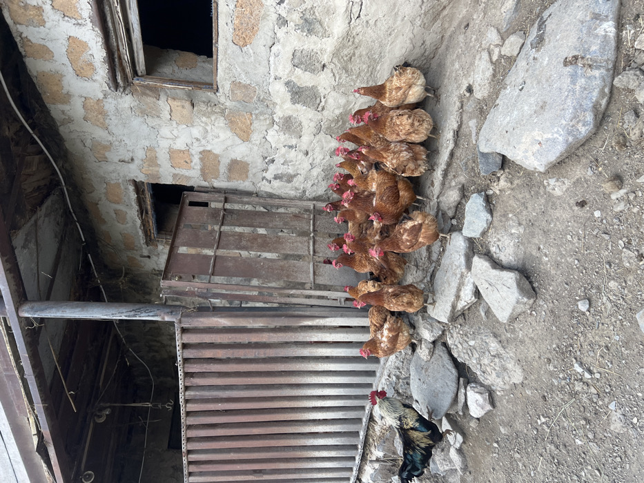 A group of brown chickens huddles against a rough stone wall next to a weathered metal structure. The chickens are densely packed, with only their heads visible in the center of the group. A lone rooster stands apart, displaying black and iridescent green plumage. The ground is dry and littered with small rocks and debris. A small window is partially visible in the upper left corner.