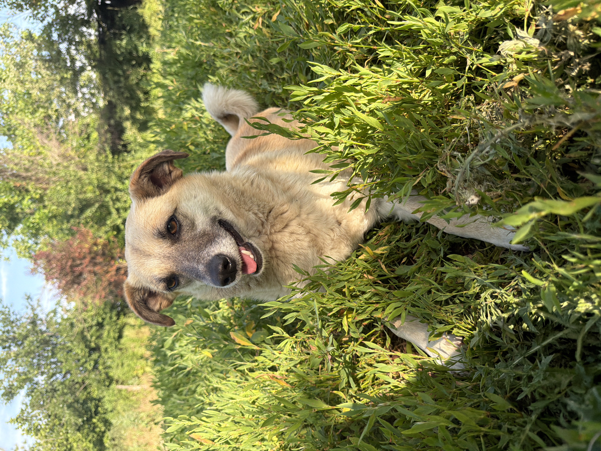 In the city of Leningradskaya, Russia, a medium-sized dog with light brown fur is lying in tall green grass. The dog is facing forward with its mouth slightly open and tongue visible, appearing to pant or smile. Its ears are perked, and its eyes are looking towards the viewer. Sunlight filters through the leaves, creating dappled lighting on the dog and the surrounding vegetation. The background consists of more trees and a bright sky, suggesting an outdoor, natural setting.