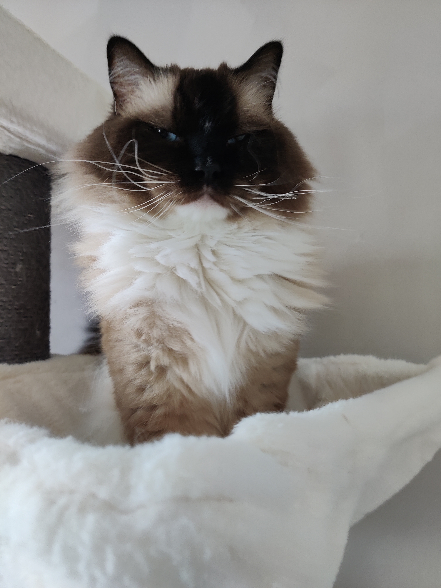 A Ragdoll cat with brown and white fur is perched in a white, fluffy cat bed, likely part of a cat tree or similar structure. The cat faces the camera with a somewhat stern expression, its blue eyes visible beneath its dark brown face. The background is a plain white wall with a glimpse of a gray scratching post to the left of the cat.
