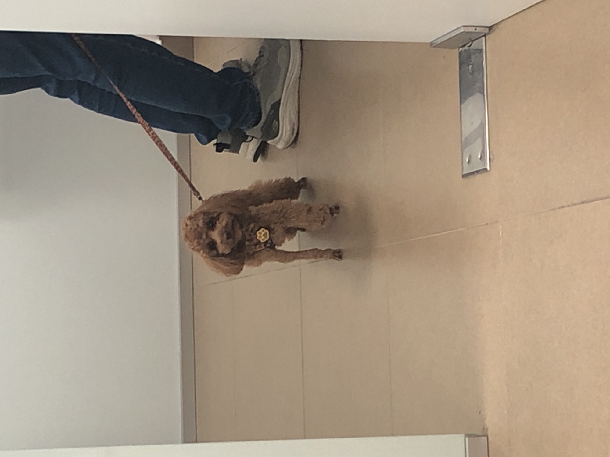 A brown poodle is on a leash, attached to a person in jeans and light-colored sneakers, on a tiled floor indoors. A metal bracket is on a wall nearby. Location is Unknown, Unknown.