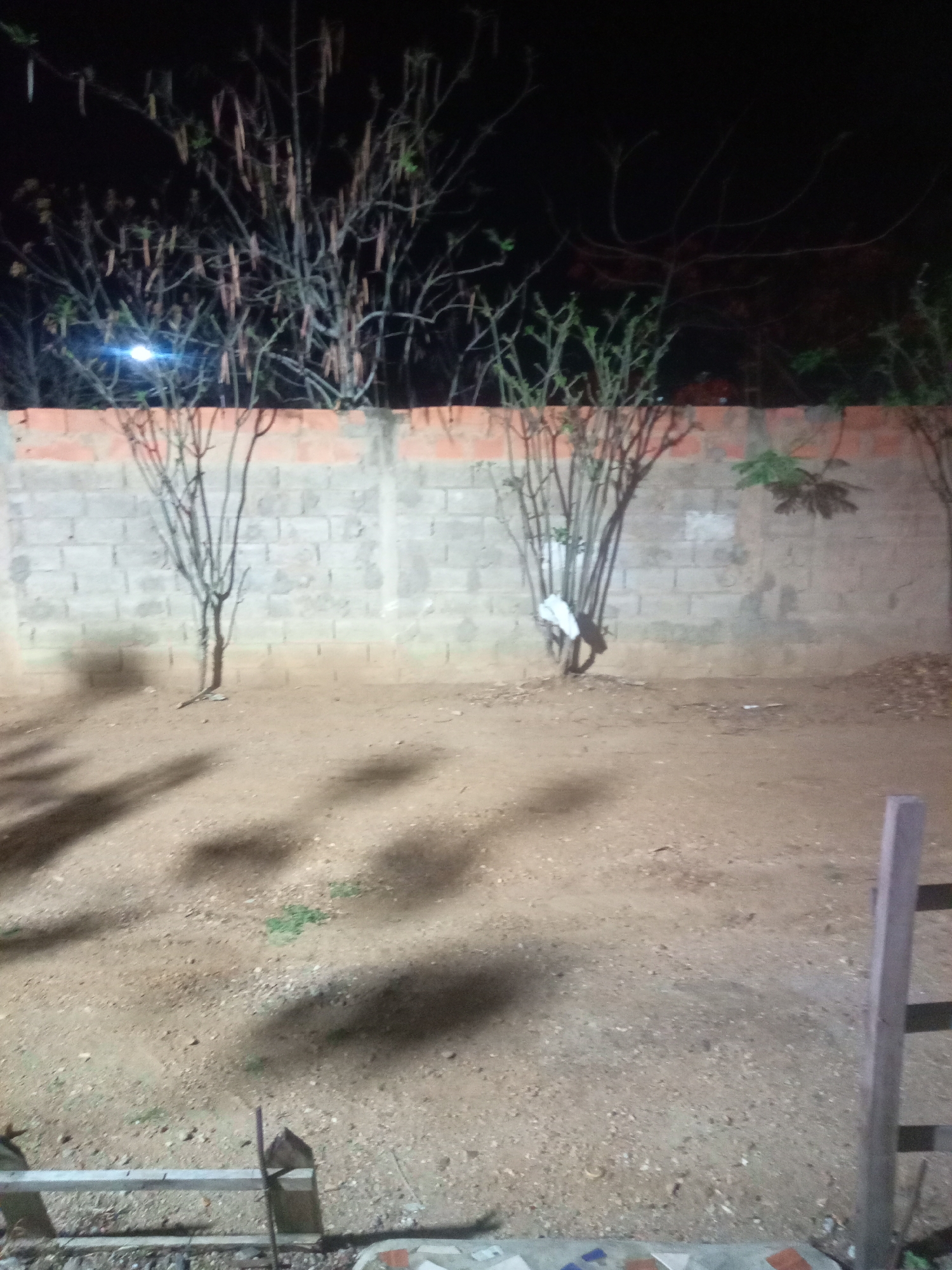 The image depicts an outdoor scene at night, likely in Altagracia, Venezuela, with a brick wall forming the background. Sparse trees with thin branches are visible, some bearing seed pods or dried vegetation. One tree, located to the left of center, has a white cloth draped around its base, obscuring part of the trunk. To the right of center, another tree cluster shows a person wearing white clothing bending over. The ground is covered in dry soil and gravel, with shadows cast by the trees suggesting artificial lighting. In the foreground, a metal railing runs horizontally, and to the right, a wooden post stands vertically. The overall environment appears somewhat neglected, with scattered debris on the ground.