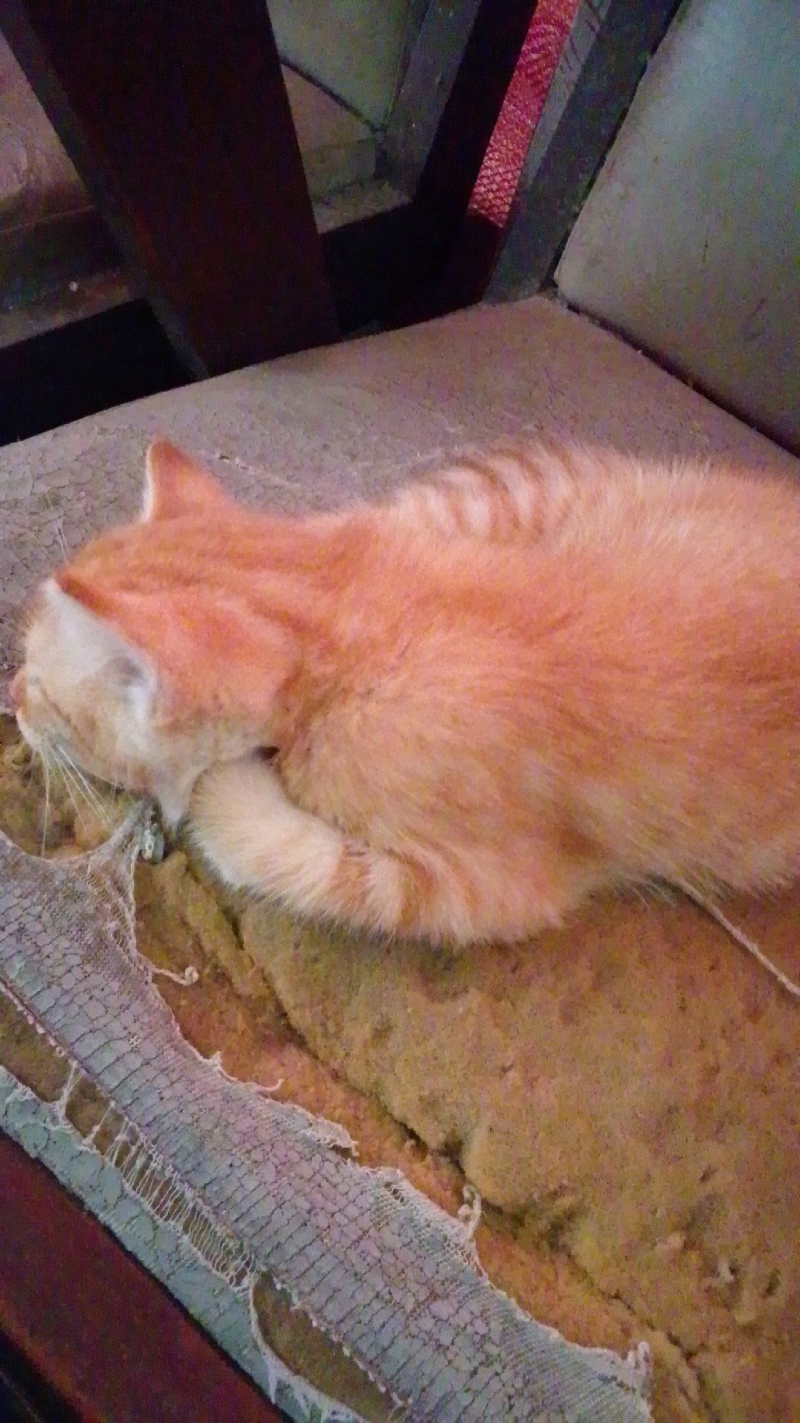 An orange tabby cat is curled up and sleeping on a worn-out chair cushion. The cushion appears to be made of foam and is covered by a torn, light-colored fabric. The cat's body is a warm orange with darker tabby stripes visible on its back and tail. Its head is tucked into its body, with one paw resting in front of it. The background consists of dark wooden furniture and a glimpse of a red, woven material. The scene is dimly lit, suggesting an indoor setting in Cintaratu, Indonesia.