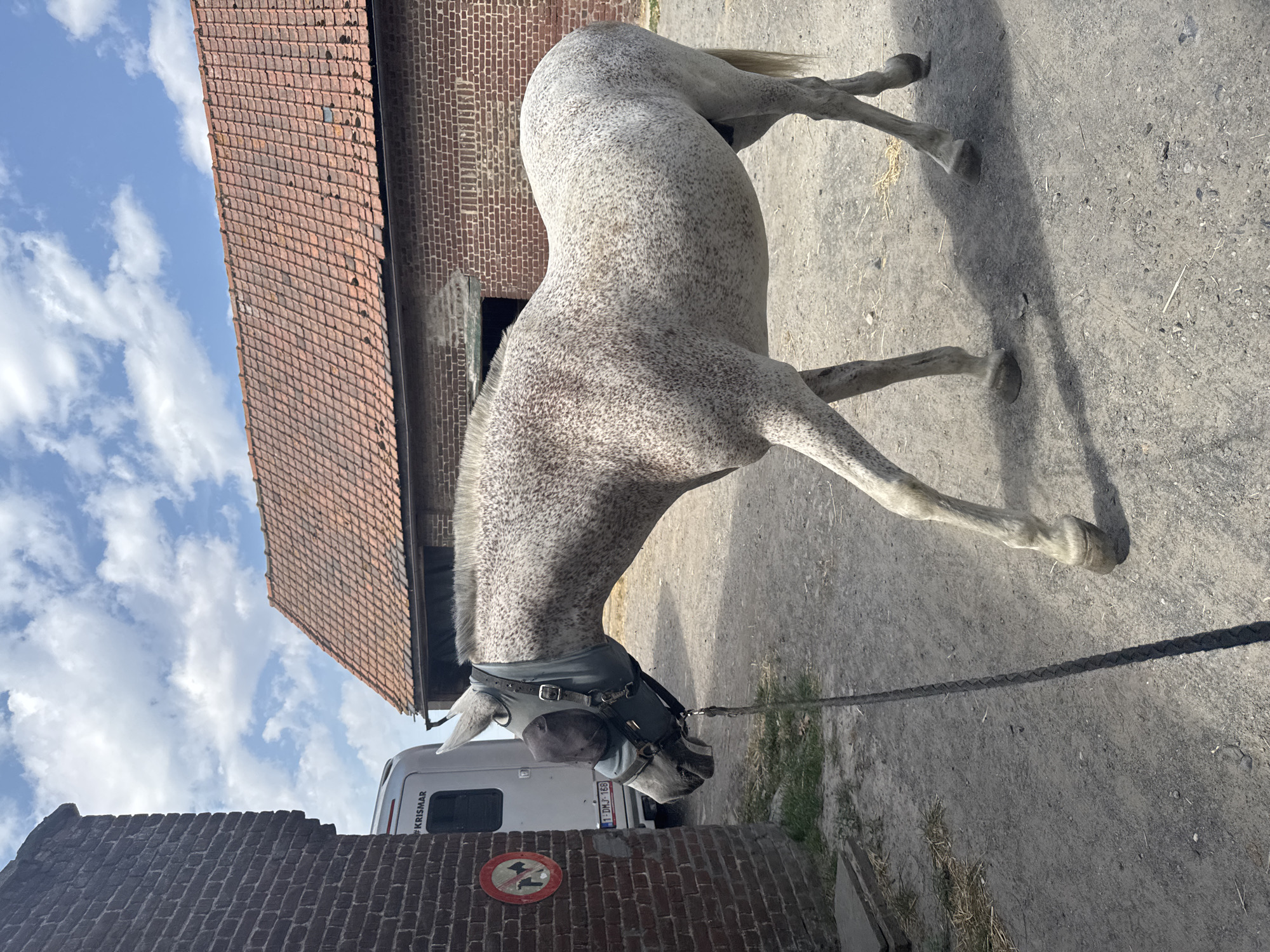 In Estaimpuis, Belgium, a grey dappled horse stands on a dirt path, its head adorned with a fly mask. The horse is positioned to the right of a rustic brick building, with a white trailer to its left bearing the #KRISMAR logo and a license plate that reads "1-DMJ-168". Further to the left, a red circular sign with a white border displays a black silhouette of two figures with crossed legs and a diagonal line through them, indicating a "no dancing" or "no activity" prohibition. In the background, a traditional brick building with a terracotta tiled roof stretches across the frame under a bright blue sky dotted with white clouds. The scene appears to be a farm or stable yard.