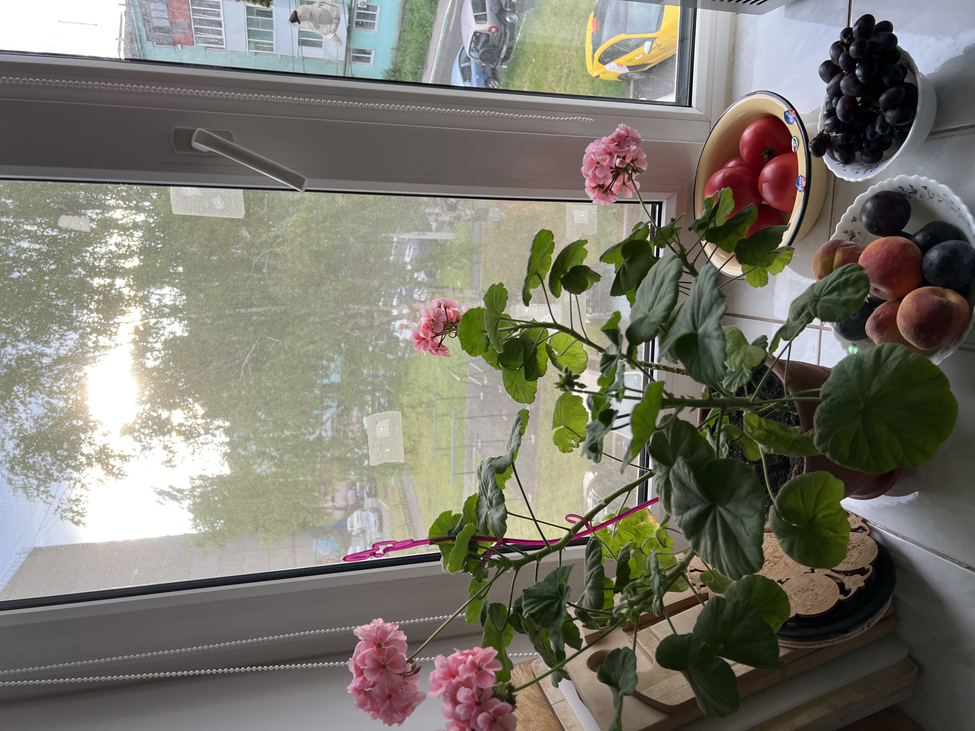 A high-angle indoor shot depicts a window sill with a flower pot containing a pink geranium, three bowls of fruit, and a view of a city street scene. The geranium has several clusters of pink flowers and large, green leaves. The flower pot sits on top of a stack of wooden boards and a decorative cork coaster. The bowls contain red tomatoes, dark grapes, plums, and peaches. Through the window, the view is slightly obscured by a screen, but it shows an urban landscape including a multistory building, trees, grass, parked cars (including a yellow car) and a street. The scene is likely in the city of Ufa, Russia, due to the architectural style of the buildings and the type of vehicles. The window is white with a horizontal handle. The overall lighting suggests a sunny day.