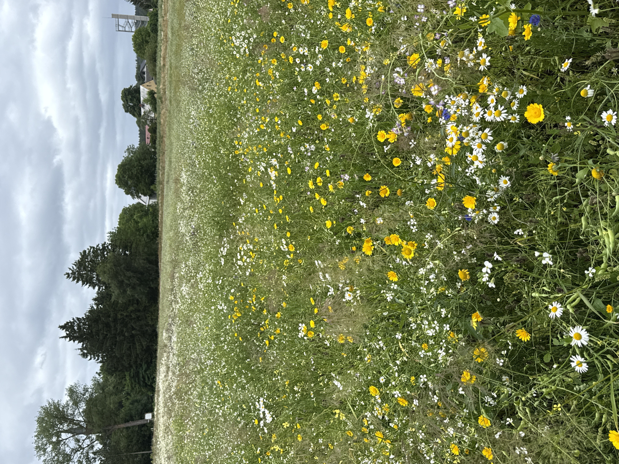 The image shows a dense field of wildflowers, predominantly white daisies and yellow buttercups, interspersed with green grass and other smaller plants. In the background, a line of trees forms a natural boundary, with a few buildings and a modern-looking tower visible beyond the trees. The sky is overcast with heavy, grey clouds. The scene appears to be in a rural or semi-rural area, possibly a meadow or a field left to grow wild. The location is identified as Kołczewo, Poland. There are no people, animals, or visible actions taking place. The environment is natural and undeveloped, with the focus being on the abundance of wildflowers.
