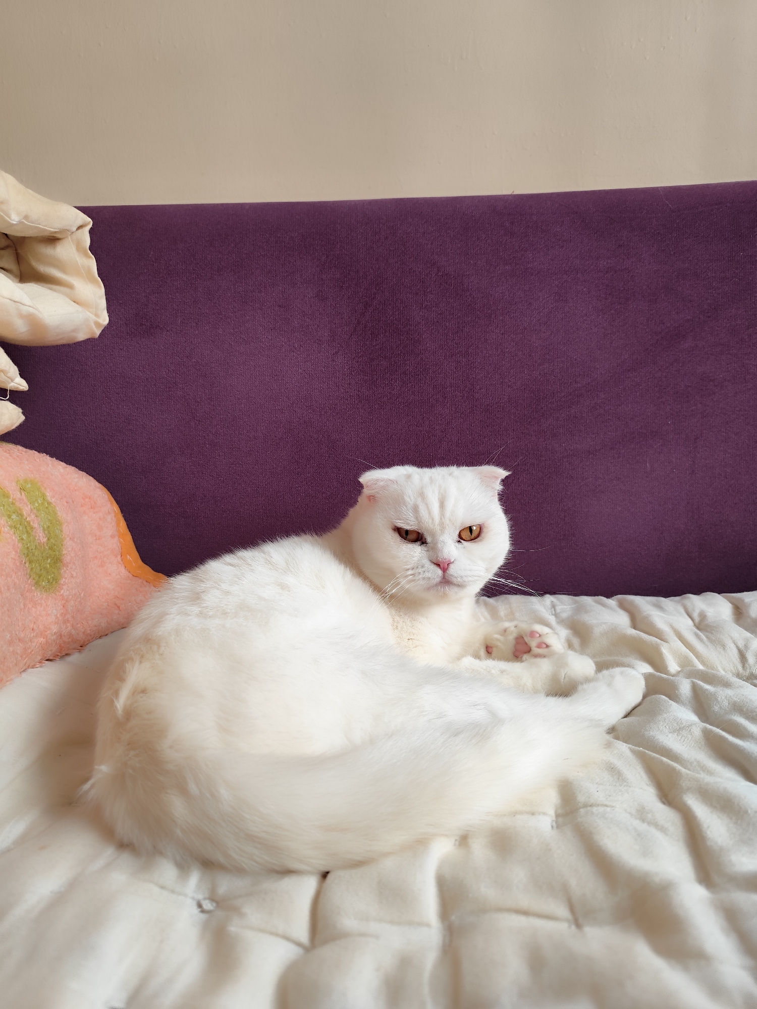 A pristine white Scottish Fold cat is the central subject of this indoor photograph, resting comfortably on a light-colored, quilted blanket or comforter. The cat possesses striking amber-orange eyes, a soft pink nose, and delicate pink paw pads that are partially visible. Its signature folded ears are prominent, and its fur appears exceptionally clean and fluffy. The cat is curled in a relaxed posture, gazing slightly off-camera with a watchful or serious expression.
Behind the cat, a rich purple upholstered surface, likely part of a sofa or bed headboard, provides a vibrant backdrop. Above this purple surface, a plain light beige wall is visible. To the left of the cat, a segment of an orange-colored plush object with green markings can be seen, possibly a pillow or toy. Another crumpled, light-beige fabric object is partially visible in the upper left corner. The scene is well-lit, suggesting natural daylight fills the room, contributing to a calm and serene domestic atmosphere. There is no visible text in the image. The setting is an interior space, located in Sarıyer, Turkey.