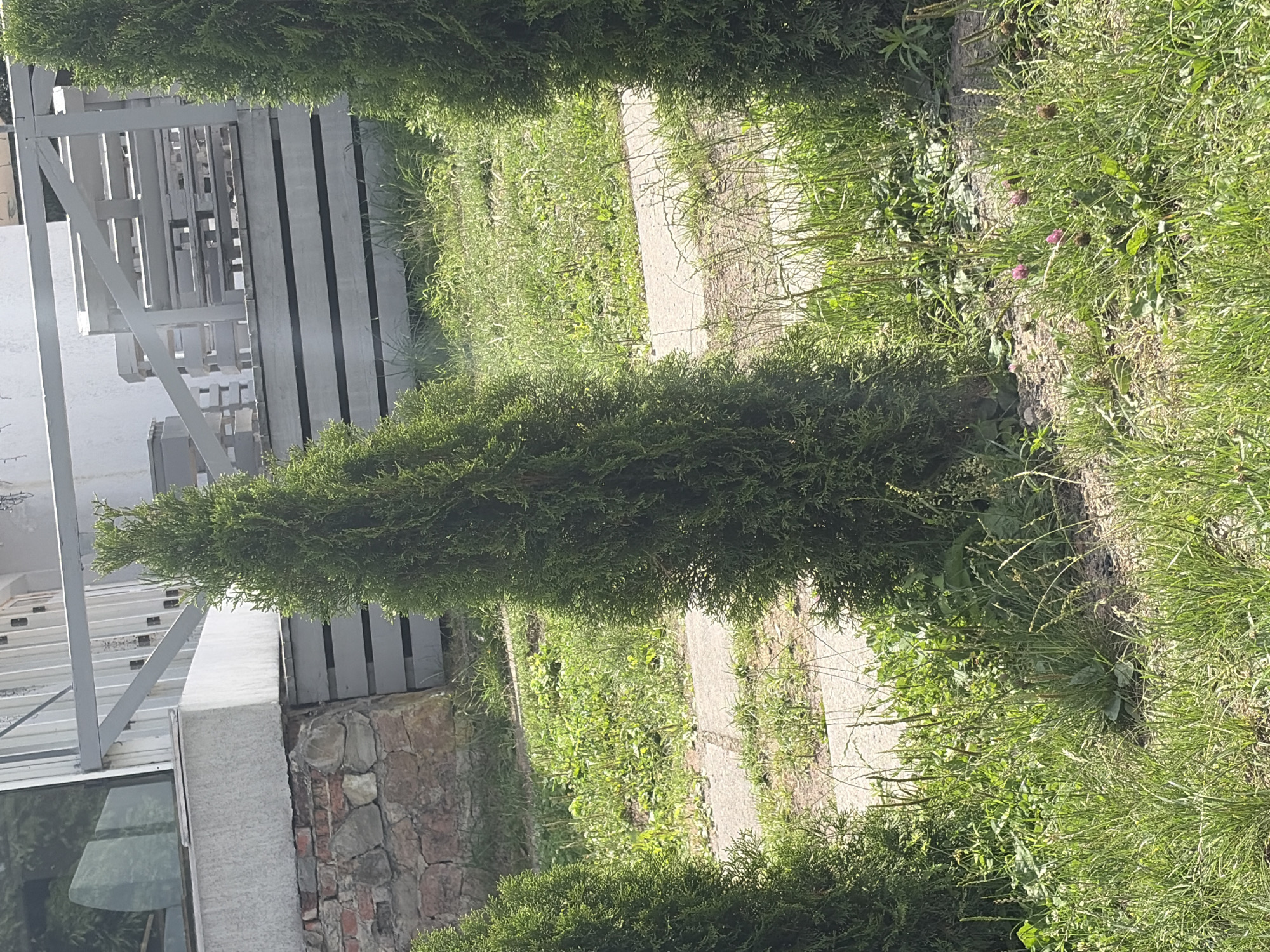 The image shows a narrow, evergreen, conical tree. The tree is located in a grassy area next to a paved walkway. In the background, there is a building with a stone foundation and a light-colored exterior. There is also a white wooden fence or structure in the background. The lighting suggests it is daytime, with sunlight casting shadows. No people are visible in the image.