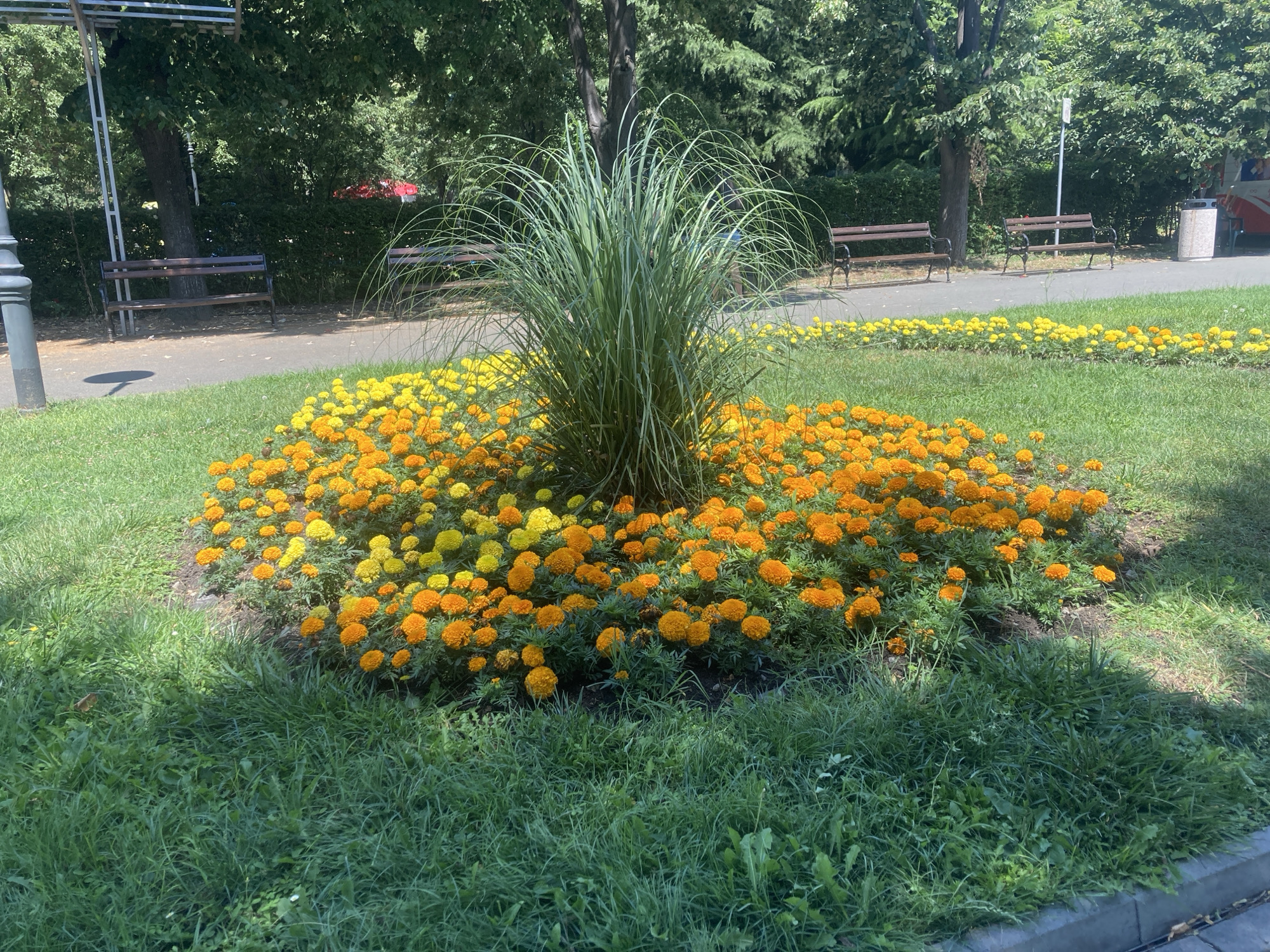 A circular flower bed, featuring a tall, bushy green plant at its center, is surrounded by bright orange and yellow marigolds. This flower bed is situated on a grassy lawn within a park. In the background, a paved pathway runs behind the flower bed, with several park benches placed along it. Mature trees with dense green foliage provide shade, and a lamppost stands to the left of the flower bed. The scene depicts a sunny day in a public park, likely in Burgas, Bulgaria, given the context.