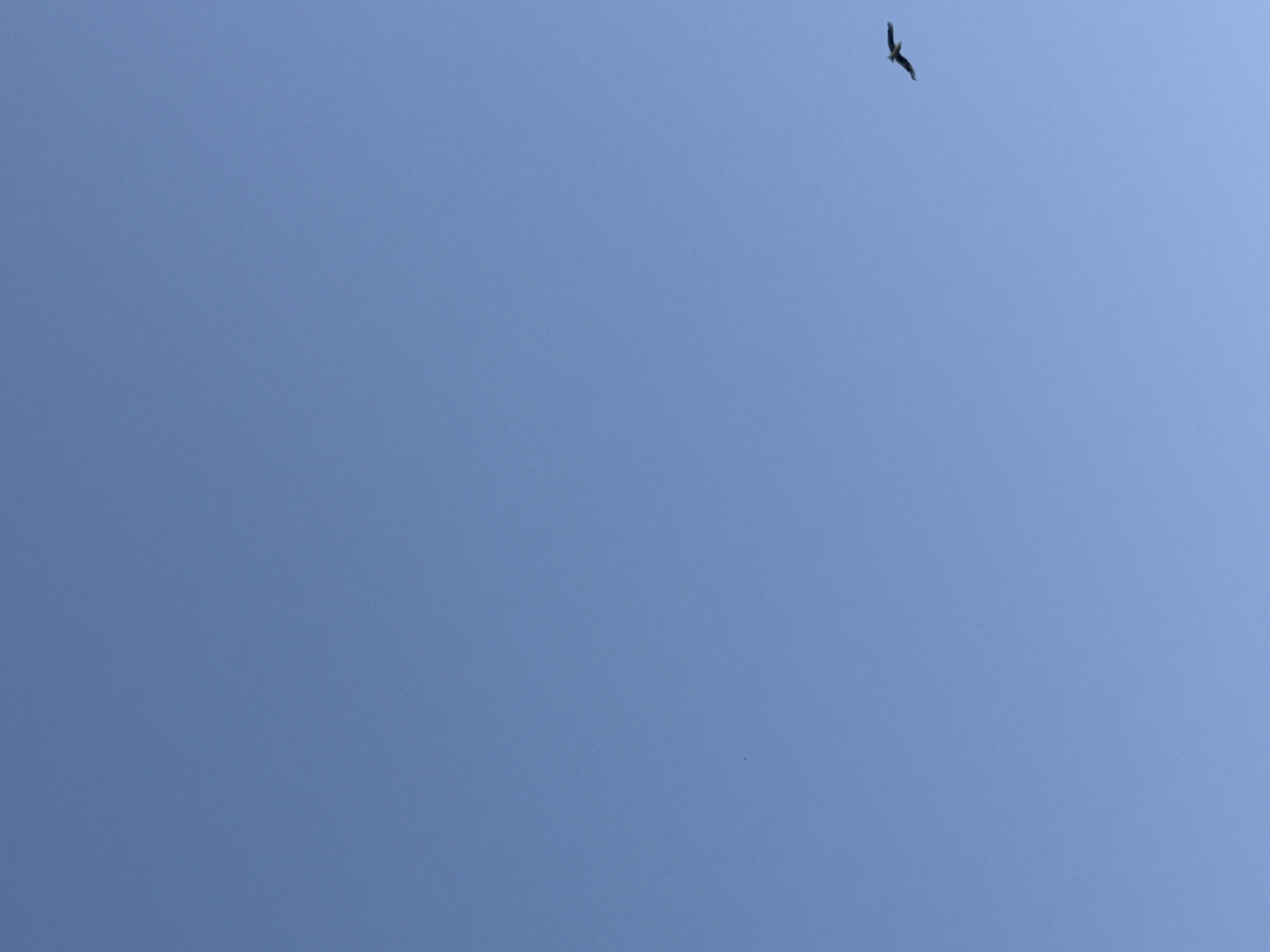 A single bird is flying across a clear blue sky. The bird is silhouetted against the sky and is in the lower right quadrant of the image. The bird appears to be a raptor, possibly a seagull. The sky is a bright, cloudless blue. There are no other objects or subjects visible in the image. The location is not identifiable within the city of Waterford, Ireland.
