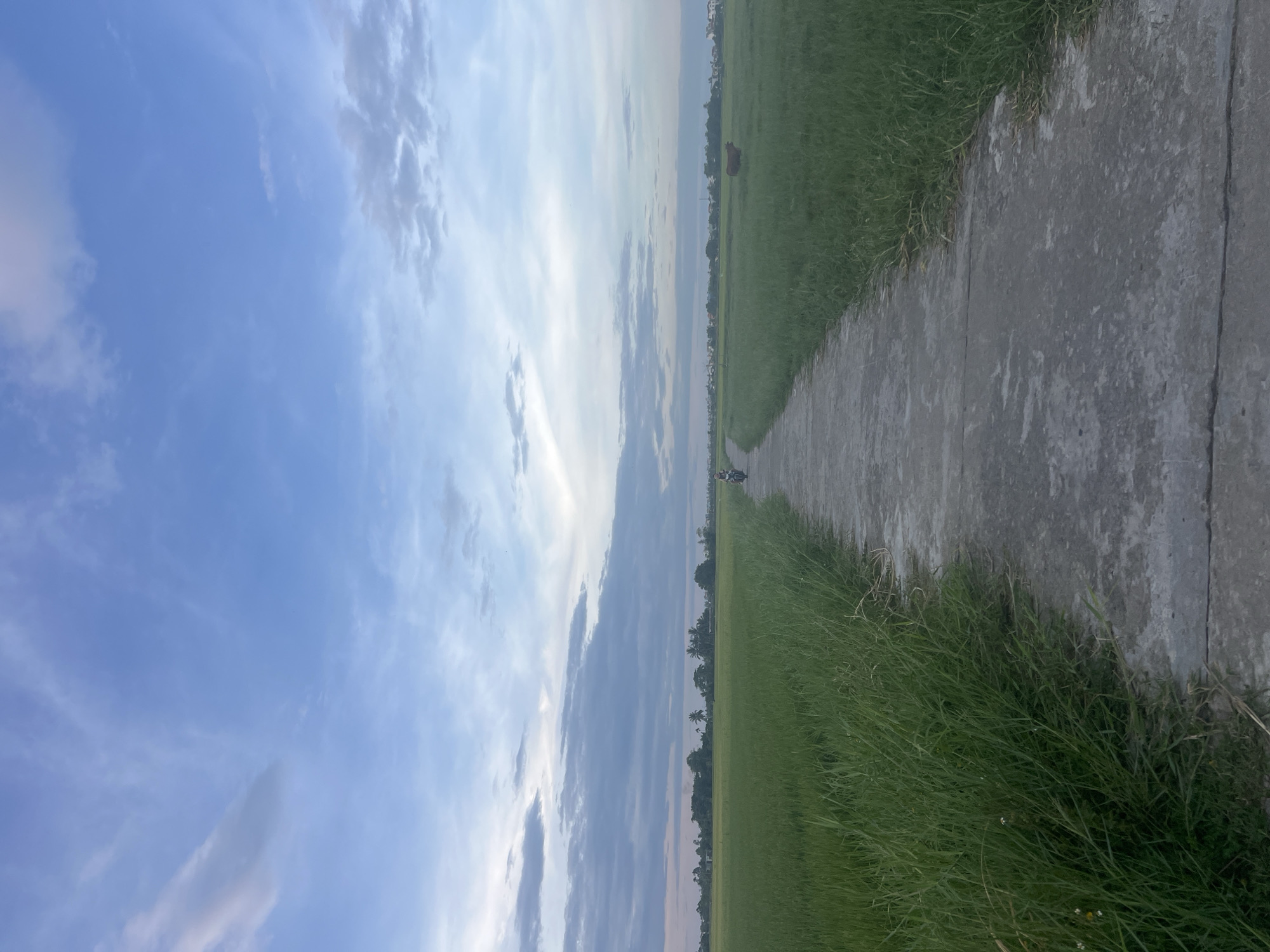 The image depicts a concrete pathway traversing through lush green rice fields, with a person riding a motorcycle in the distance on the path. The sky above is a blend of blue and white clouds, indicating a late afternoon or early evening setting. In the mid-ground, a brown cow is visible standing within the rice field on the right side of the path. The horizon line shows scattered trees and buildings, characteristic of the rural outskirts of Hoi An, Vietnam, a region known for its extensive rice paddies. The overall scene conveys a sense of rural tranquility.
