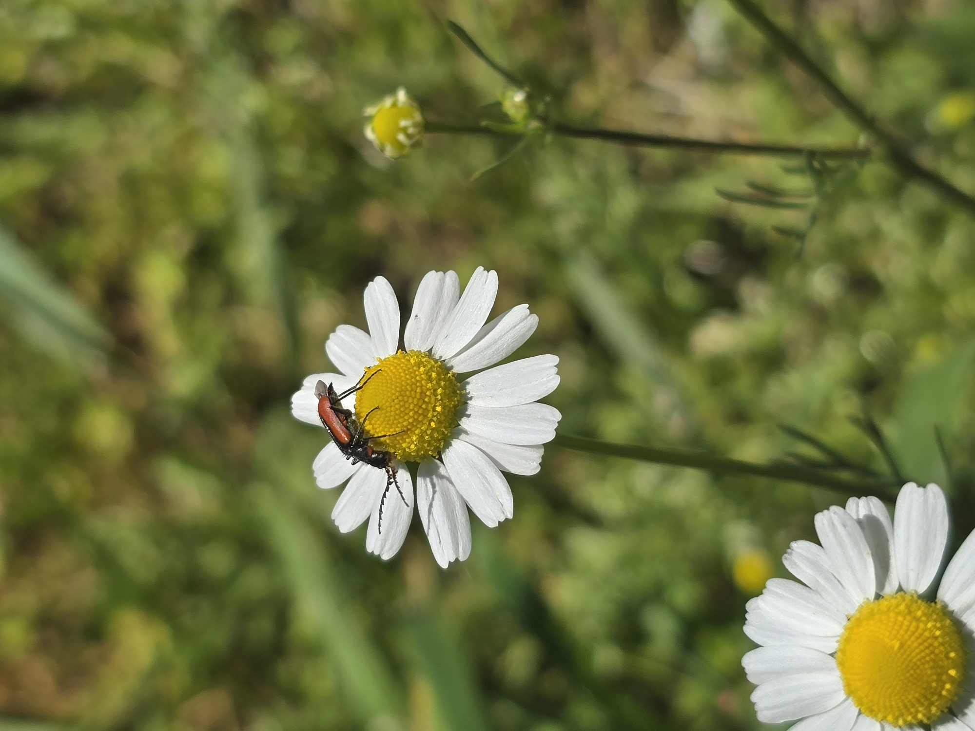 A vibrant close-up shot features a white and yellow daisy-like flower, likely a chamomile, with a reddish-orange beetle resting on its yellow disc florets. The beetle, possibly a soldier beetle, has a slender, segmented body with darker antennae and legs, and is positioned near the center of the flower.
The main flower, prominently displayed in the mid-ground, showcases numerous white ray florets surrounding a textured, bright yellow center. To the bottom right, another similar flower is partially visible, sharing the same white and yellow characteristics. In the upper-middle background, a budding flower with tightly packed yellow petals appears on a thin stem, indicating growth in the natural setting.
The background is a soft blur of green foliage, suggesting an outdoor environment such as a meadow or garden. The lighting is bright, indicating a sunny day, which illuminates the colors of the flowers and the beetle distinctly. There is no visible text in the image. The scene captures a peaceful moment of nature, highlighting the intricate details of the insect and the flower.