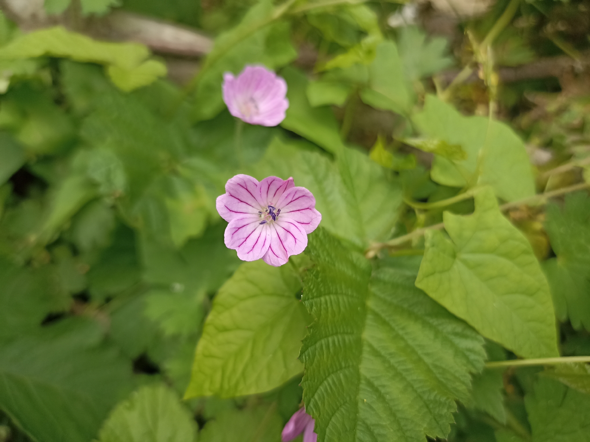 This media file shows a close-up view of two small, pinkish-purple flowers with darker purple veins on their petals. The flower in the foreground is in sharp focus, revealing its delicate structure and intricate veining. It has five petals and a dark center with visible stamen. Another flower, slightly out of focus, is visible in the background to the upper left.
The flowers are surrounded by lush green foliage, with large, broad leaves and some smaller, more delicate leaves. The background is blurred, suggesting a natural outdoor setting. The lighting appears to be natural daylight, possibly diffused by clouds, as there are no harsh shadows. The overall impression is one of a serene and natural scene, focusing on the detail and beauty of the flowers. The image does not contain any visible text. The location context provided is Gusar, Azerbaijan.