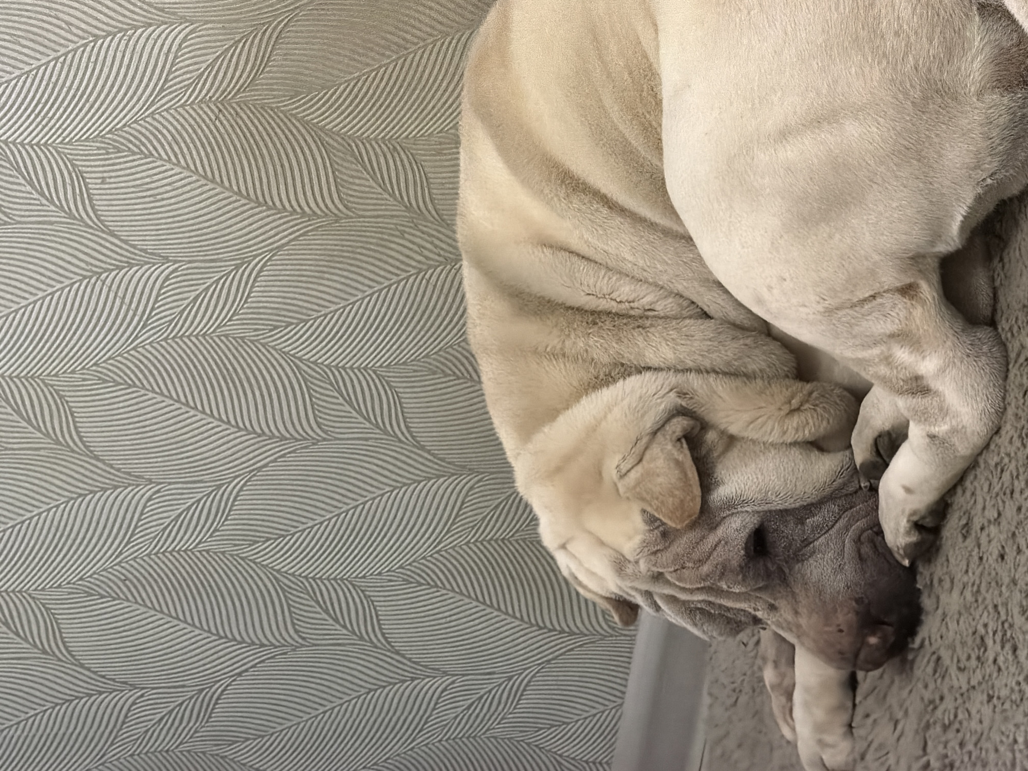 The image shows a Shar-Pei dog curled up on a gray, textured surface, likely a blanket or bed. The dog is light beige in color with numerous wrinkles characteristic of the breed. Its head is tucked down, obscuring its face. The background is a gray wall with a repeating pattern resembling stylized leaves or feathers. The location, Chaikovsky, Russia, is extraneous to the image's content.