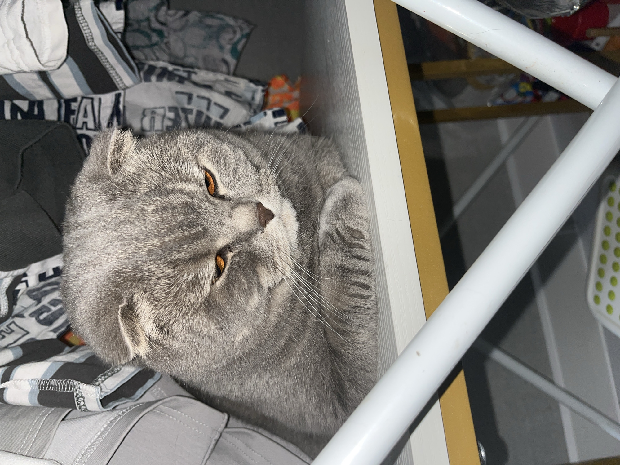 A Scottish Fold cat with grey fur and orange eyes is sitting on a white shelf in front of a pile of clothes. The cat is looking down with a sad expression. The shelf has a gold trim and white metal legs. The background is cluttered with clothing and other objects. This image was taken in Chaikovsky, Russia.
