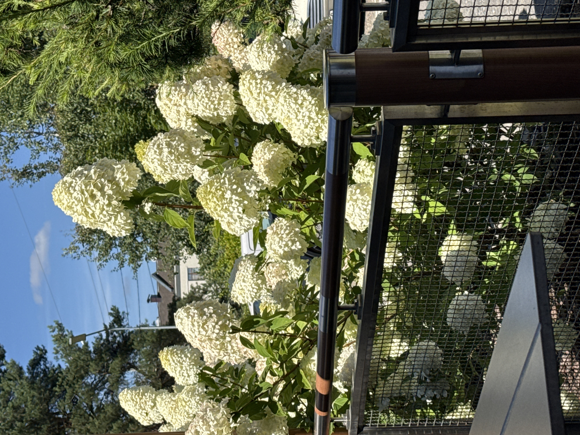 In the city of Novinki, Russia, a detailed, forensic, matter-of-fact description of the scene includes lush white hydrangeas in full bloom, cascading over a black metal fence with a wooden railing. The hydrangeas are the primary subject, their dense clusters of small white flowers creating a voluminous, airy display. Behind the flowers, a suburban landscape unfolds. A street lamp with a modern design stands tall, its light positioned on a slender pole. Power lines crisscross the bright blue sky, partially obscured by the vibrant green foliage of trees. In the middle ground, a white residential building with a dark roof and a window is visible, suggesting a residential area. To the right, the dense green branches of a coniferous tree provide a contrasting texture and color to the softer hydrangeas. A dark-colored table is partially visible in the foreground on the left, suggesting an outdoor seating area, possibly a patio or balcony, behind which the floral display is situated. The lighting suggests it is a sunny day. There are no people visible in the image.