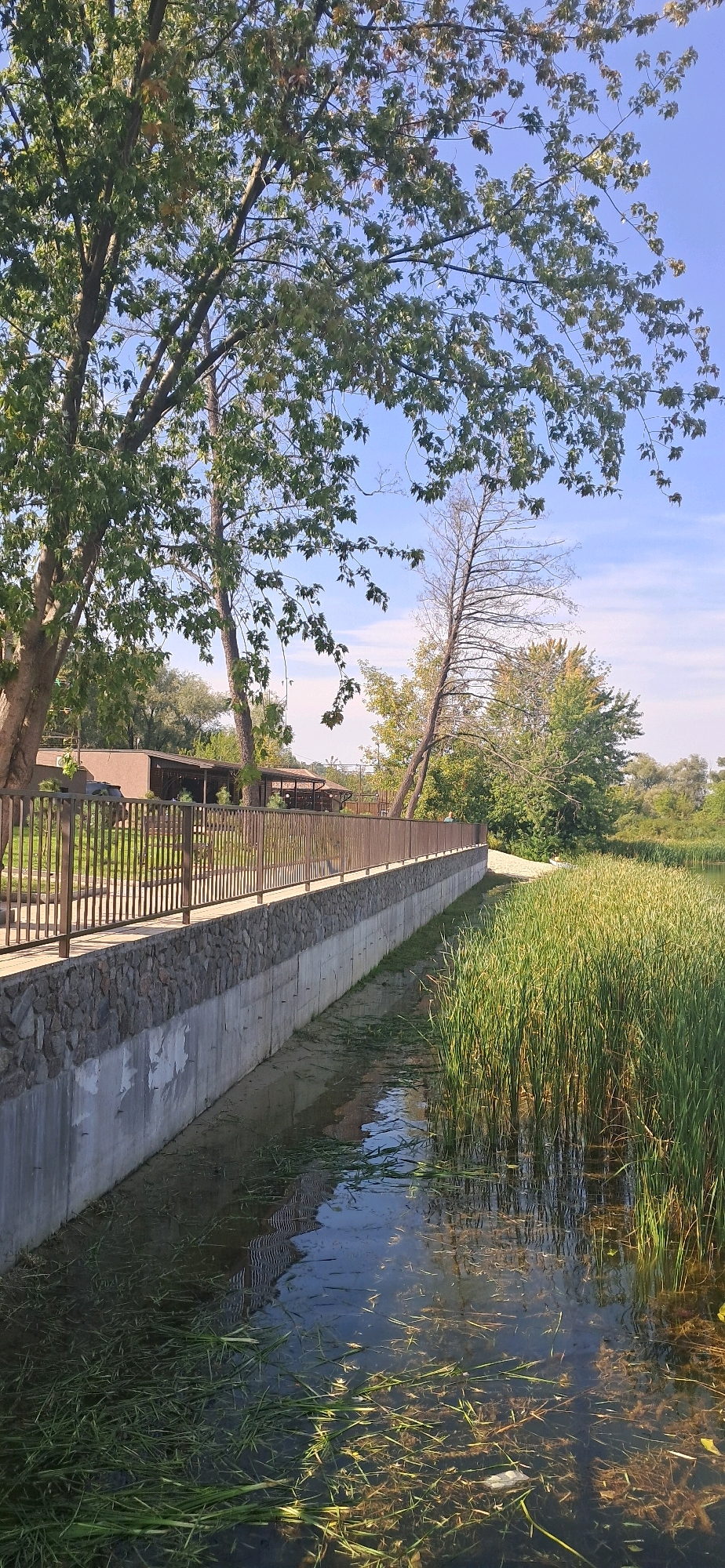 This is a vertical, medium-shot, eye-level, outdoor photograph taken in Chykalivka, Ukraine, on a clear, sunny day. The image depicts a canal lined with a concrete and stone wall, bordered by a metal fence and trees. On the right side of the canal, dense reeds grow tall, reaching towards the sky. The water in the canal is murky and partially covered with floating vegetation. A pathway runs along the top of the canal wall, separated from the water by a stone retaining wall and a brown metal fence. Beyond the fence, trees with green foliage are visible, along with a building with a brown roof and brown railings, suggesting an outdoor seating area or pavilion. The sky is a clear, bright blue with a few wispy clouds. The overall scene suggests a well-maintained public area adjacent to a natural waterway.
