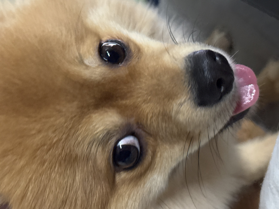 The image displays an extreme close-up, head-on portrait of a small domestic canine, identified as a Pomeranian-type dog. The dog's fur is primarily light brown to orange-tan, dense and slightly textured. Its dark, round eyes are directed forward, reflecting ambient light; the left pupil (viewer's left) shows a distinct crescent-shaped reflection, while the right pupil exhibits multiple smaller, brighter glints. A prominent black nose with visible nostrils is centered below the eyes. A pink tongue slightly protrudes from the lower jaw, visible beneath the nose. Fine, dark whiskers extend laterally from the muzzle area. The background is heavily blurred and out of focus, appearing as indistinct gradients of light gray, white, and muted darker tones, suggesting a shallow depth of field. There are no discernible objects, architectural details, or environmental cues within the image that allow for identification of a specific location in Sofia, Bulgaria, or any other geographic area.