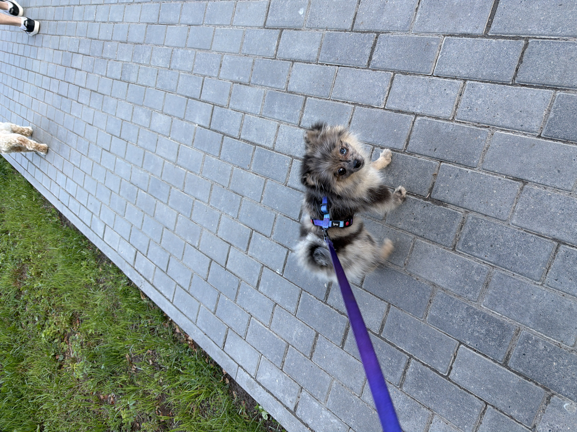 A small, fluffy Pomeranian dog with blue and brown eyes stands on a gray brick pathway. The dog is wearing a blue and black harness and is attached to a purple leash. To the left of the pathway is a patch of green grass. In the background, out of focus, are the legs of two people walking away from the camera. One person is wearing black sneakers with white stripes. The scene appears to be in a city park or residential area, likely in Chaikovsky, Russia, given the context.