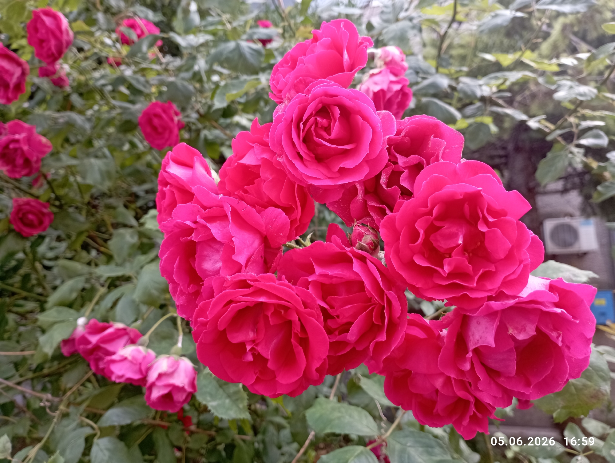 The image captures a vibrant close-up of a cluster of deep pink roses, likely a climbing or shrub variety, in Burgas, Bulgaria. The central and right portions of the frame are dominated by fully bloomed roses with numerous petals, showcasing their rich fuchsia color. Some petals display small water droplets, suggesting recent rain or dew. Several rosebuds are also visible among the open flowers.
In the midground and background, more roses in various stages of bloom and lush green foliage create a soft, blurred effect, providing depth to the scene. The overall impression is one of natural beauty and abundance.
To the far right, partially obscured by the foliage, a light-colored building or wall is visible, with an outdoor air conditioning unit mounted on it. The lighting is soft and diffused, indicating an overcast sky or late afternoon conditions, which is consistent with the timestamp.
A digital timestamp, "05.06.2026 16:59," is clearly visible in the bottom right corner of the image, indicating the date and time the photograph was taken. The scene evokes a peaceful and natural ambiance.