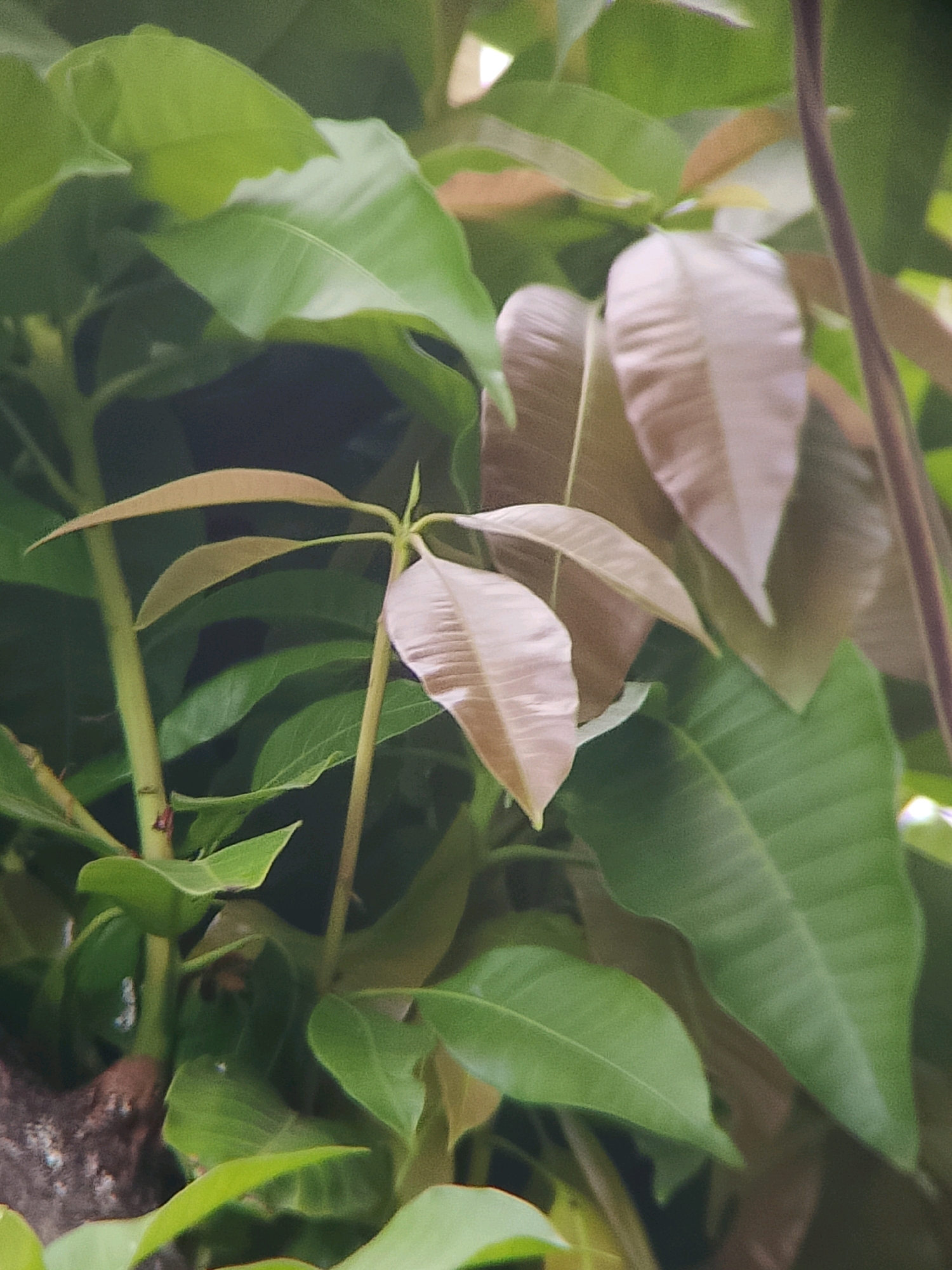 The image depicts a close-up view of a plant with several leaves, some of which are a light brown or copper color, suggesting new growth. The background consists of out-of-focus green leaves, creating a natural, verdant environment. The lighting appears soft and diffused, typical of an outdoor setting. There is no indication of people, human activity, or any specific urban landmarks that would place it within the city of Jember, Indonesia. The scene is entirely focused on the botanical elements of the plant.