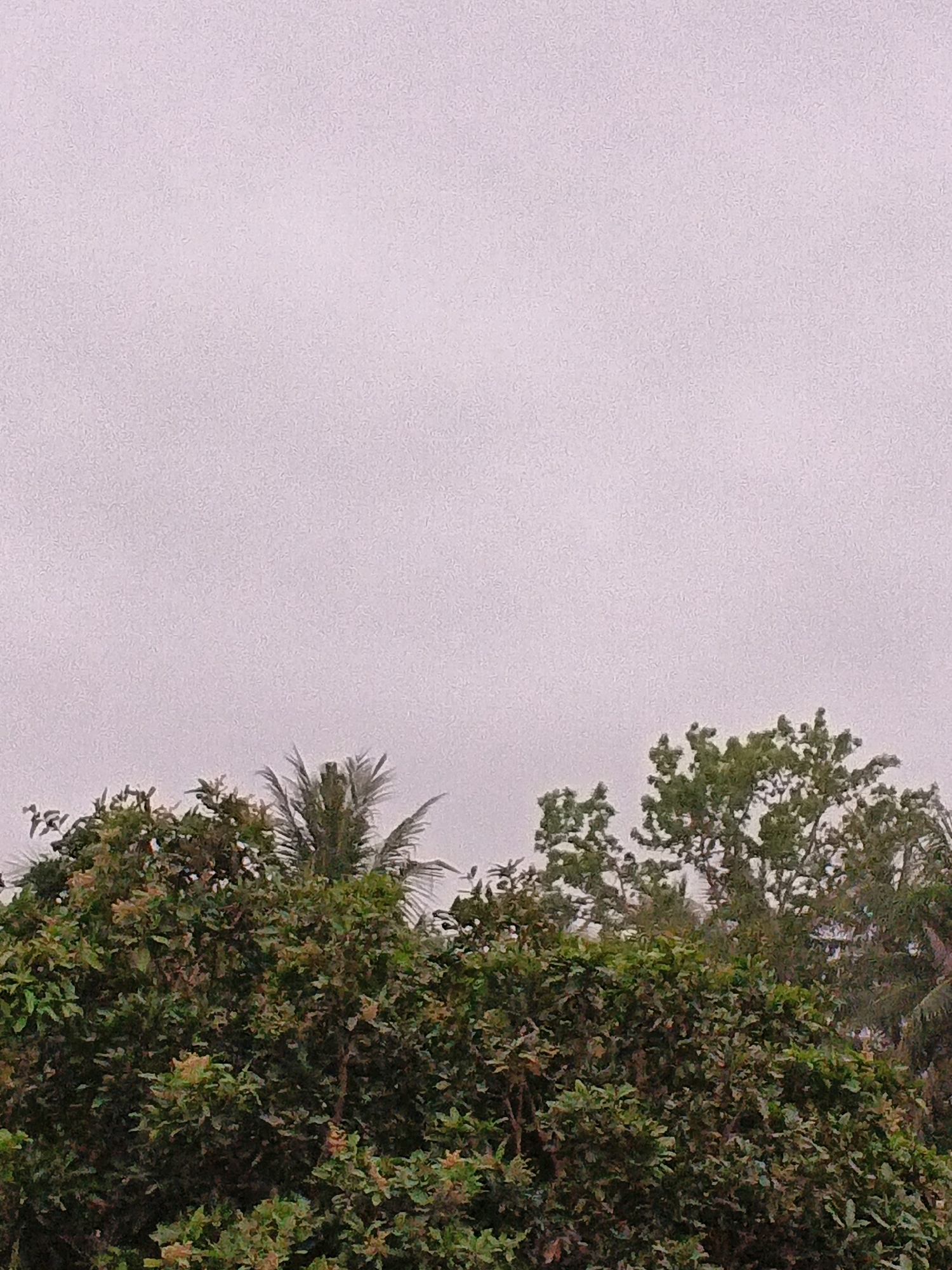 The image shows a dense canopy of various trees, including what appears to be a palm tree peeking through, against a muted, overcast sky. The foliage is lush and predominantly green, with some lighter green and reddish-brown accents suggesting new growth or possibly fruit. The scene is likely taken from a ground-level perspective, looking upwards. The overcast sky indicates it is either early morning, late evening, or a day with significant cloud cover. The overall impression is a natural, verdant environment, likely in a tropical or subtropical region.
The image does not contain any specific landmarks or features that would allow for precise identification of its location within Wates, Indonesia, other than general vegetation consistent with the region's climate. There are no people, animals, or man-made objects visible.