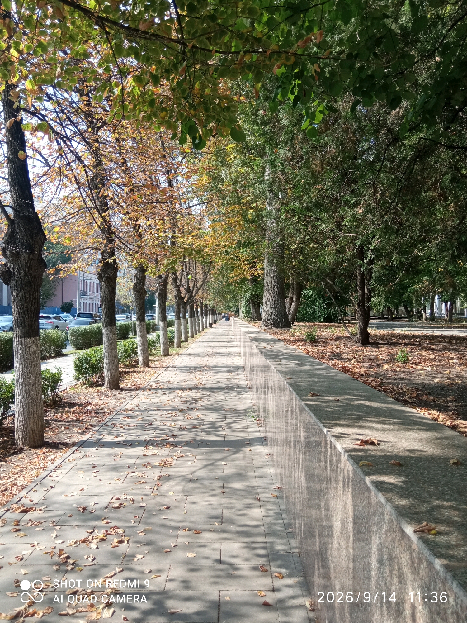 The image depicts a picturesque sidewalk scene, likely in Rostov-on-Don, Russia, given the presence of autumn foliage and a distinct granite wall. The sidewalk is paved with light-colored rectangular tiles and is partially covered with fallen leaves in shades of brown and yellow, indicating the autumn season. Tall trees line the left side of the sidewalk, their trunks painted with white bases, characteristic of street trees in many Russian cities. Some of these trees have yellowing leaves, further emphasizing the autumnal setting. Beyond the trees, cars are parked along a street, and buildings with a light pink facade are visible in the distance. On the right side of the sidewalk, a polished granite wall runs along the edge, reflecting the sunlight and the surrounding greenery. More trees, some with dark green foliage, are present behind the granite wall, suggesting a park or a tree-lined avenue. A lone figure is faintly visible in the distance, walking along the sidewalk. The sky is clear and bright, casting shadows of the trees onto the sidewalk. The timestamp "2026/9/14 11:36" is present in the lower right corner, along with "SHOT ON REDMI 9 AI QUAD CAMERA" in the lower left.