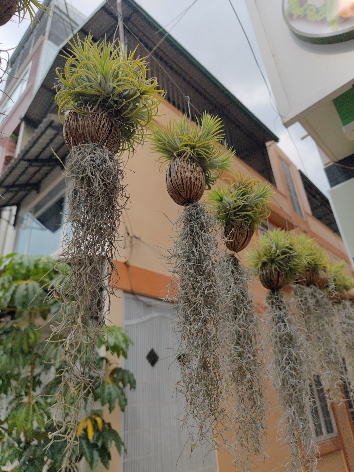The image depicts a row of hanging air plants, likely in Da Lat, Vietnam, considering the local architectural style. The plants are arranged in decorative coconut shells with long, wispy strands of Spanish moss hanging down. The background shows a building with a peach-colored facade and brown trim, partially obscured by leafy vegetation. There's a sign attached to a corner building on the right. The sky is overcast, providing diffuse lighting.