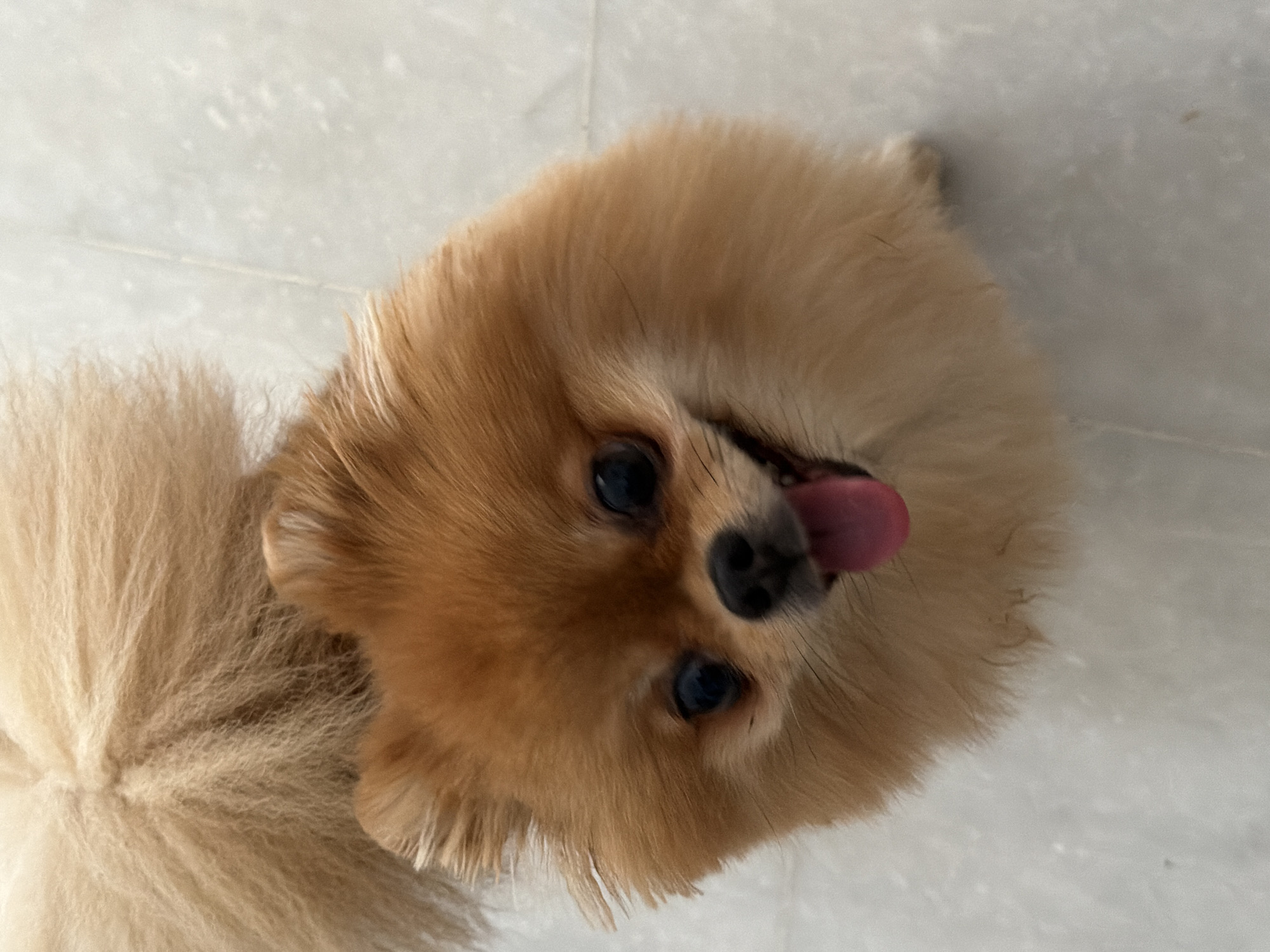 A Pomeranian dog is looking up at the camera with its tongue out. The dog has fluffy, light brown fur and dark eyes. It is sitting on a light-colored floor. The image is taken from a high angle, looking down at the dog. The background is out of focus, but appears to be a tiled surface. There is no indication of the location in Marmaris, Turkey.