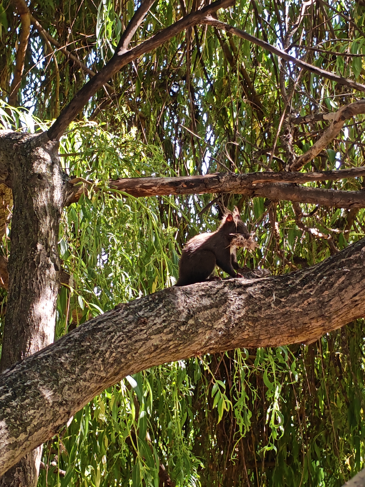 A dark-colored squirrel is perched on a thick, textured tree branch, holding a cluster of dried grass or leaves in its mouth. The squirrel is positioned on the right side of the frame, facing left. It is surrounded by lush green foliage and other tree branches, suggesting an outdoor, natural environment. The lighting indicates it is daytime, with sunlight filtering through the leaves. The background consists of more branches and a dense canopy of leaves. There is no indication of any specific urban location within Sofia, Bulgaria.