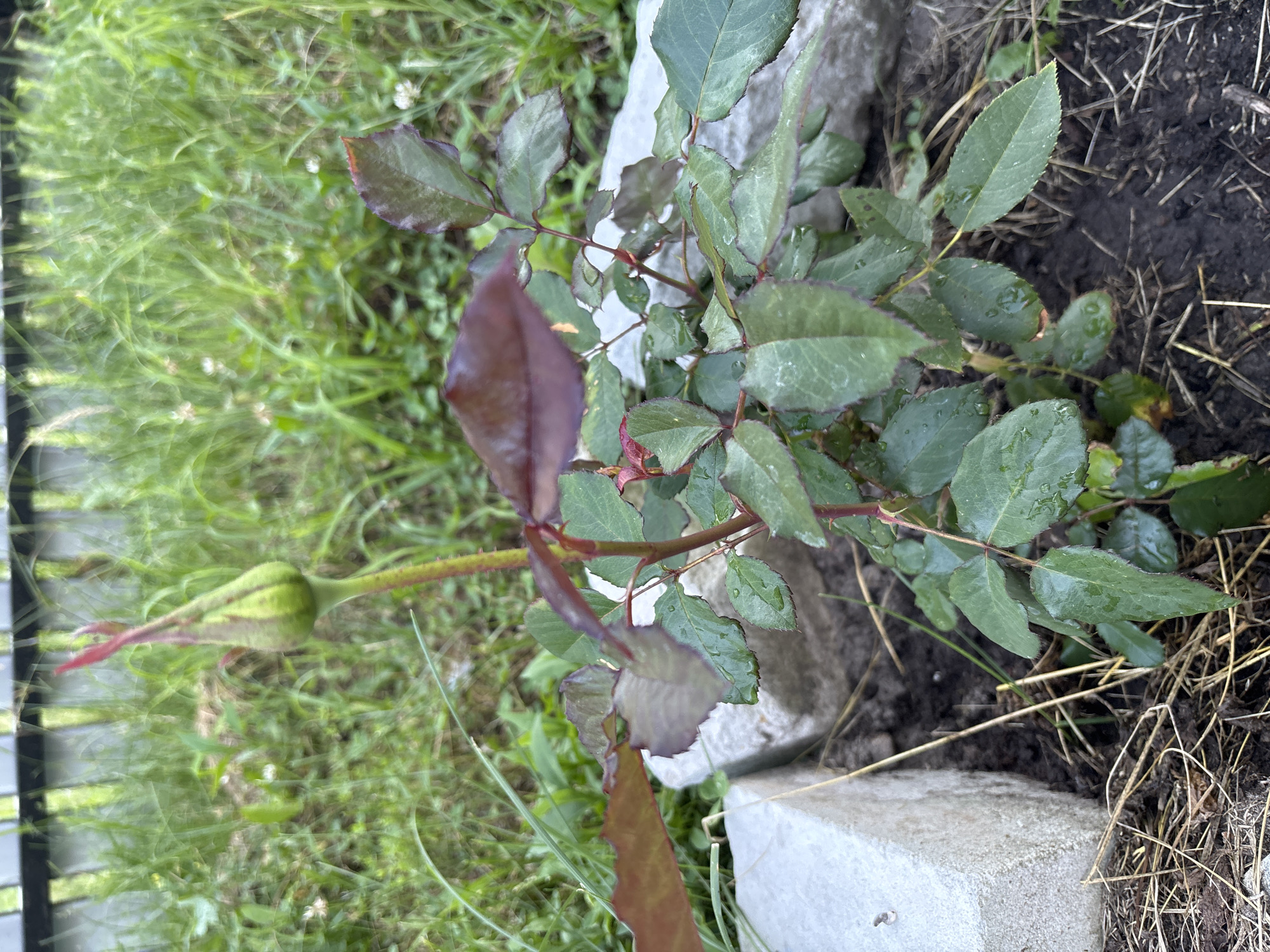 The image shows a close-up, overhead view of a young rose bush planted in the ground. The rose bush has several green leaves, some with reddish-purple edges, and one prominent green bud with reddish tips. The plant is growing among some dry grass and straw, next to a few rough, light-colored stones that appear to be part of a garden border. In the background, out-of-focus green grass and some small white flowers are visible. The lighting suggests it is daytime, and the presence of water droplets on the leaves indicates recent rain or watering. There is no text visible in the image.