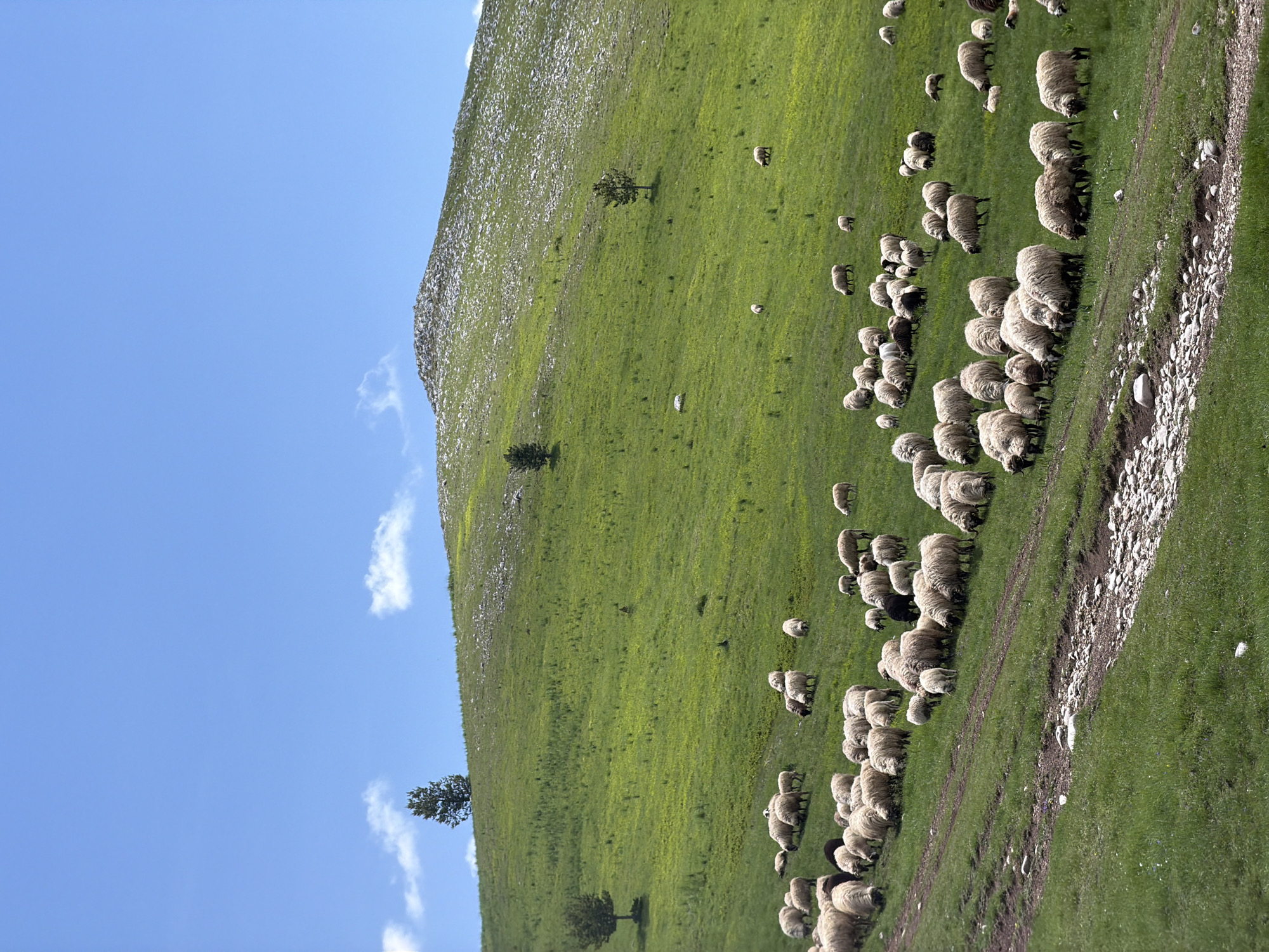 The image displays a verdant mountainous landscape in Novakovići, Montenegro, under a bright blue sky with scattered small white clouds. A large herd of sheep, primarily white-fleeced with several dark-fleeced individuals, grazes extensively across a lush green hillside that slopes upwards from the foreground towards the background. The hillside is covered in grass interspersed with yellow wildflowers. Several solitary coniferous trees are positioned on the slopes, with one prominent tree near the upper left ridge and others scattered at various elevations. The upper reaches of the hill, particularly towards the right, reveal patches of exposed rock and lighter-colored ground. A dirt path, marked by exposed earth and scattered stones, cuts diagonally through the lower left quadrant of the foreground. No human figures are present in the scene.