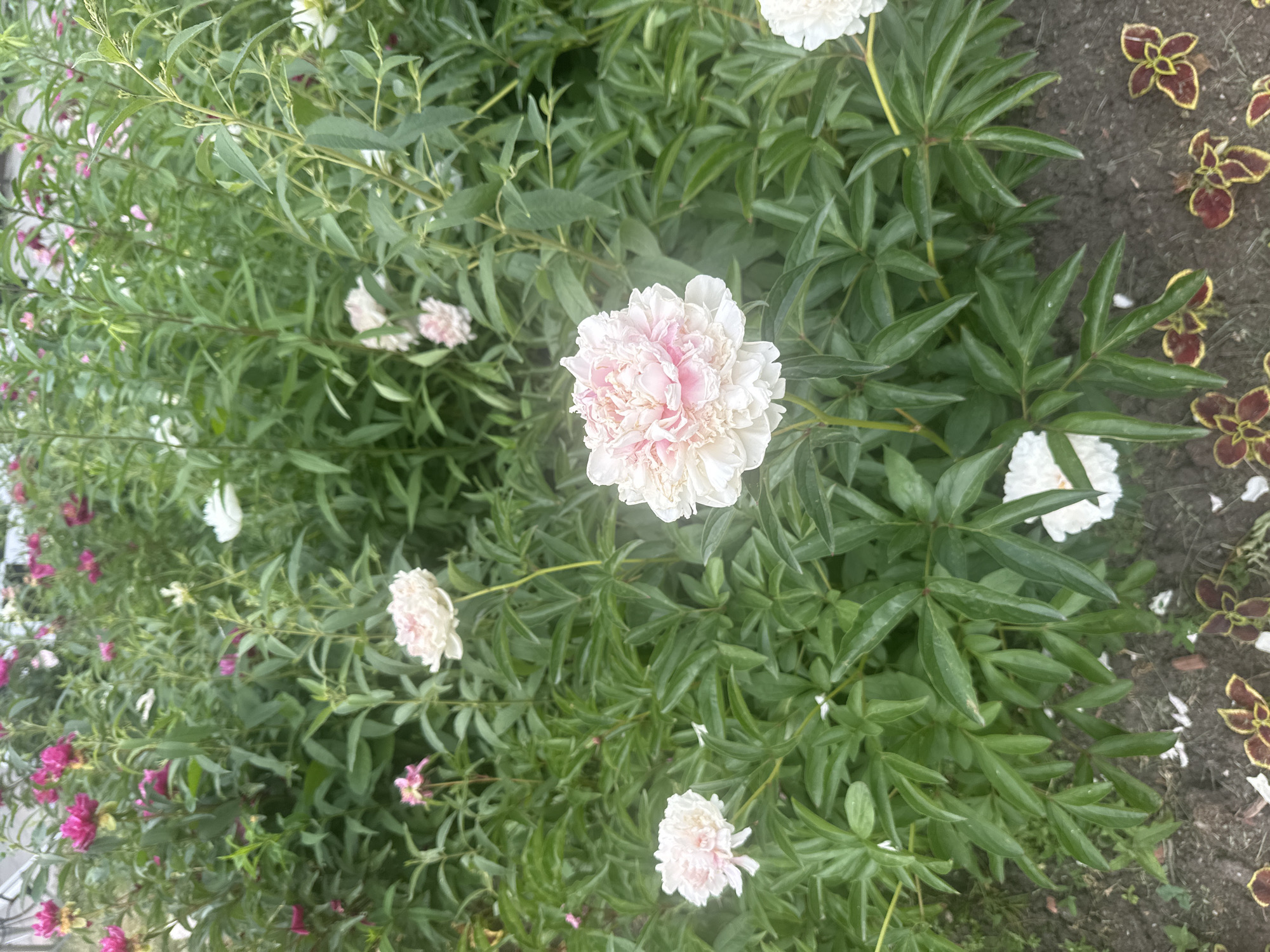 The image shows a close-up of a peony bush in bloom, located outdoors. The bush is densely packed with green leaves and numerous flowers in various stages of bloom. The dominant colors are the vibrant greens of the foliage and the soft pinks and whites of the peony blossoms. Several fully opened peonies are visible, with large, layered petals. Some smaller buds and partially opened flowers are also present. In the background, more of the peony bush and other greenery are visible, suggesting a garden or park setting. The ground in the foreground appears to be soil, with some fallen petals scattered around. The overall impression is one of lush, natural beauty. The image does not contain any people, identifiable landmarks, or specific details that would indicate its location in Moscow, Russia.