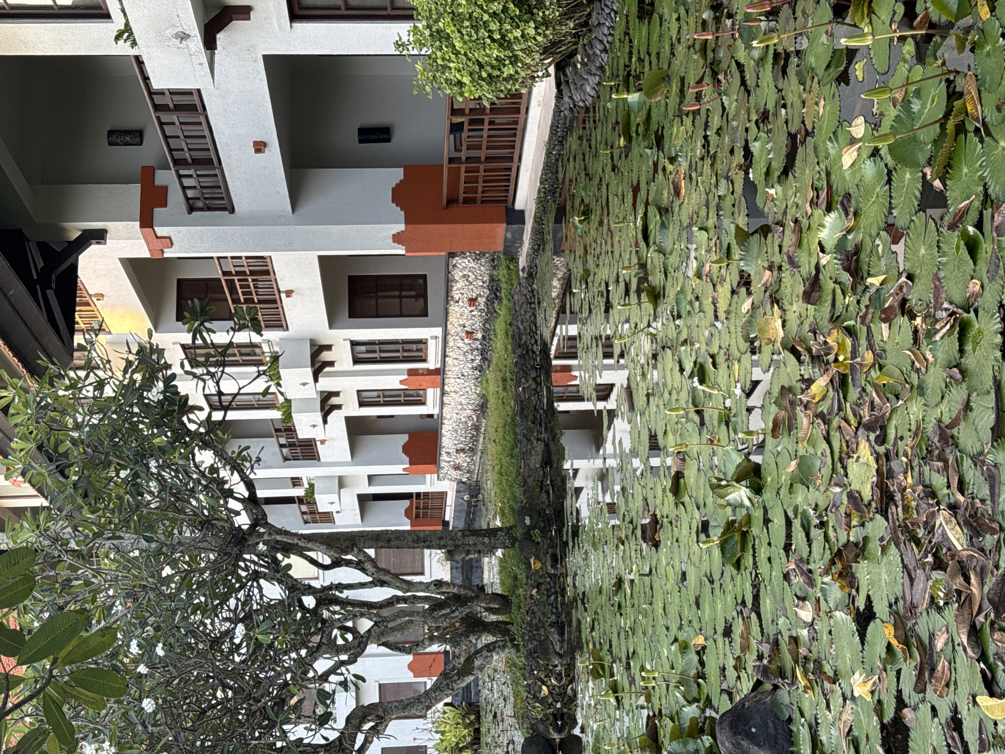 The image shows a pond densely covered with lily pads alongside a multi-story white building with brown trim. A tree with exposed branches stands between the pond and the building. The image appears to be taken at ground level. The location is in Kuta Selatan, Indonesia.