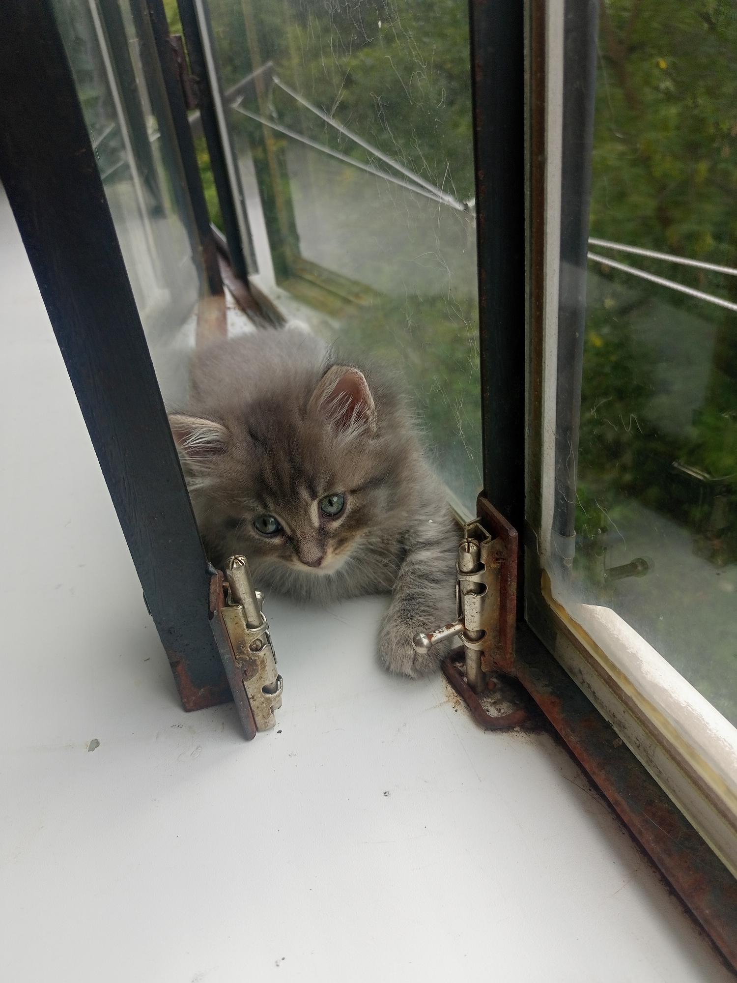 A fluffy, grey kitten with wide, green eyes peeks out from behind a dark metal frame, its paws resting on a white windowsill. The kitten is lying down, its body partially obscured by the frame, with only its head and front paws visible. The background is a window with a dirty, smudged pane, showing a blurred view of green foliage, suggesting an outdoor scene and possibly a garden or trees. The window appears to be part of an old structure, with rusty metal latches visible on the frame. The lighting suggests it is daytime, and the overcast or slightly hazy view through the window could indicate cloudy weather. The kitten's curious and slightly cautious expression is a notable detail, hinting at its exploration of its surroundings. The overall setting appears to be indoors, looking out through a window, with the kitten as the primary subject. No text is visible in the image. The location is specified as Miass, Russia.