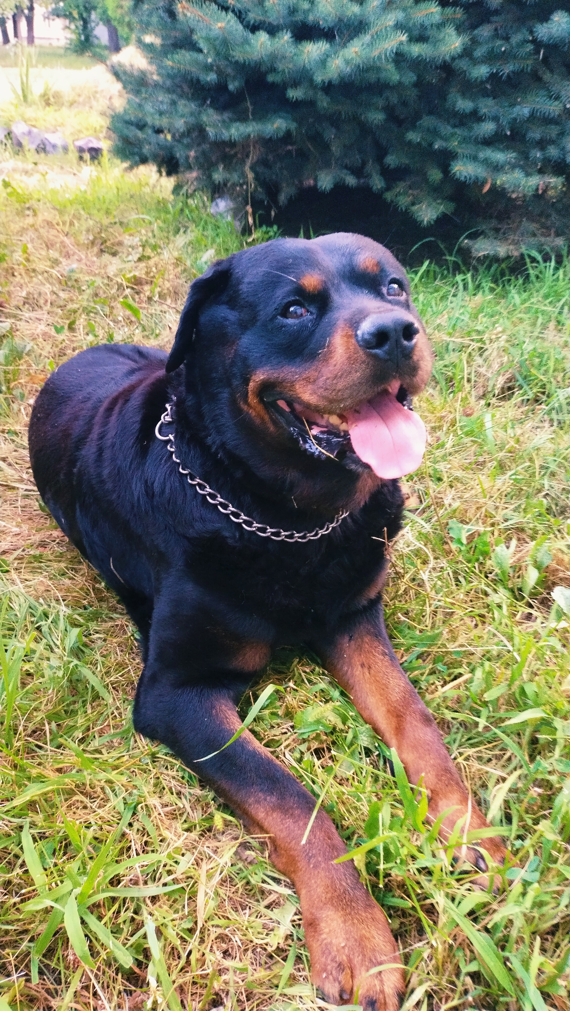 A Rottweiler dog lies on grass in front of a large evergreen tree. The dog is black and tan, with a silver chain collar. Its tongue is hanging out. The background shows green grass and trees, suggesting an outdoor setting, likely a park or yard. The image is taken in Horishni Plavni, Ukraine.