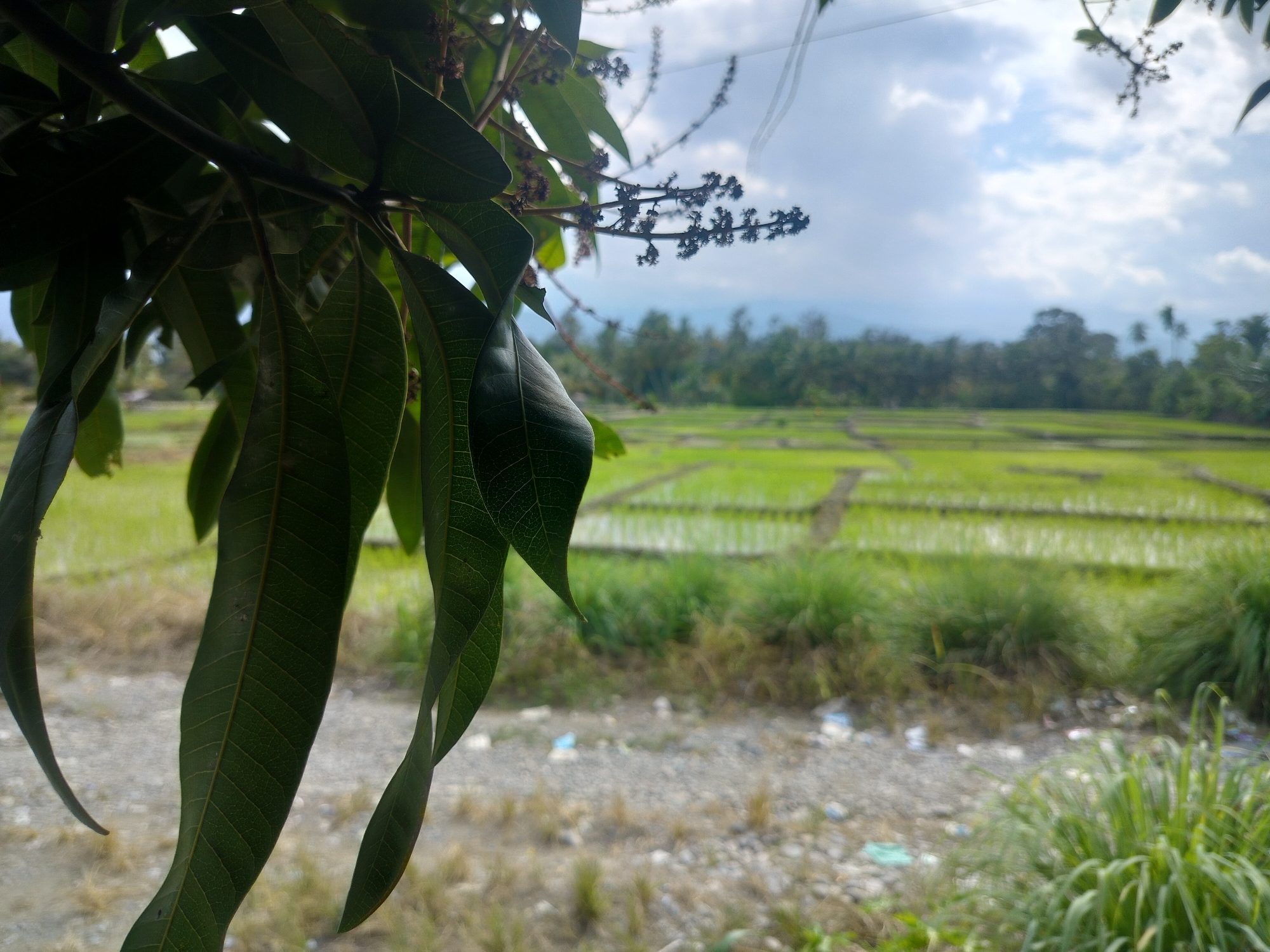 The image depicts a close-up view of dark green mango leaves and flower buds in the foreground, obscuring a portion of the background. Beyond the foliage, a vast, green rice paddy stretches out under a cloudy sky. The rice paddy appears to be recently planted, with visible rows of young rice plants. In the mid-ground, there is a dirt path littered with small pieces of debris, including white and blue plastic. Further in the distance, a dense line of trees and vegetation forms a natural border. The sky is partly cloudy, with patches of blue visible between the white clouds. The overall scene suggests a rural landscape in Lembahalas, Indonesia, likely during the planting season for rice. There are no people or animals visible in the image.