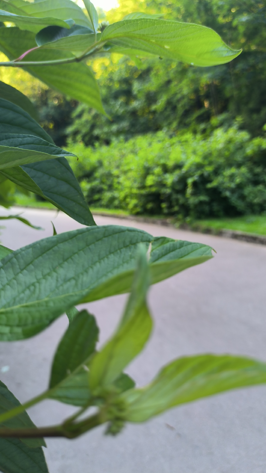 The image displays a close-up view of green leaves, with a blurred background of foliage and a paved path. The leaves are in focus in the foreground, showing their veins and texture. Behind them, a paved path runs diagonally across the scene, bordered by lush green bushes and trees. The lighting suggests it is daytime, with sunlight filtering through the leaves, creating bright highlights. There are no people or animals visible in the image. The scene appears to be in a park or a natural setting within a city. The prompt requests a location in Lviv, Ukraine, however, there are no specific visual cues in the image to confirm this location.