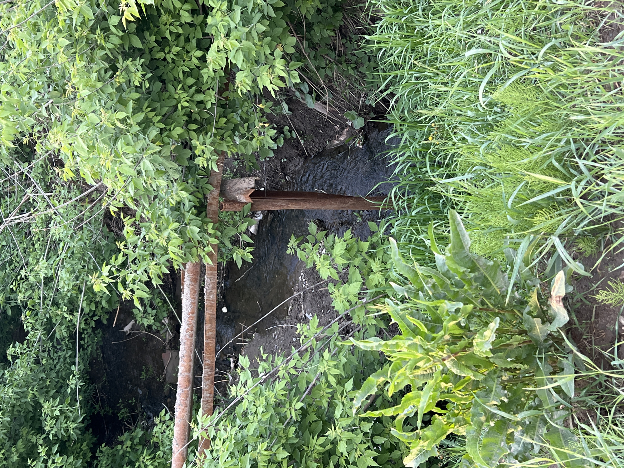 The image shows a small stream or creek flowing through a heavily vegetated area. Two metal pipes cross the stream. The area is overgrown with lush greenery, including tall grasses, leafy shrubs, and other vegetation. The stream appears to be shallow. The exact location in Chaikovsky, Russia, cannot be determined from the image.