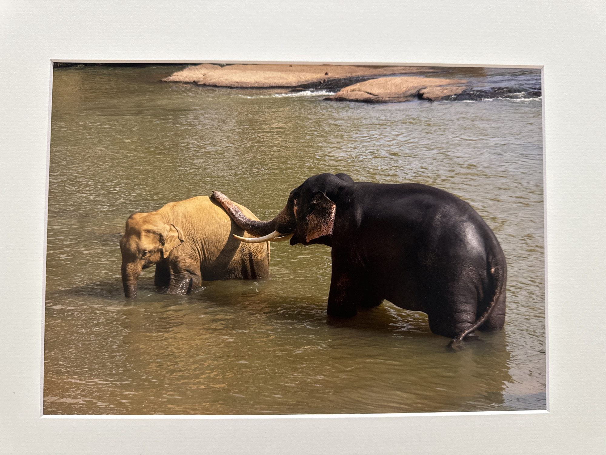 The image shows two elephants in shallow, muddy water. The elephant on the left is smaller and a lighter, golden color, with its trunk reaching into the water. The elephant on the right is larger and dark brown, with its trunk draped over the back of the smaller elephant. The background shows a rocky shore with some vegetation. The image is framed by a white mat. The scene is not located in Kilkenny, Ireland.