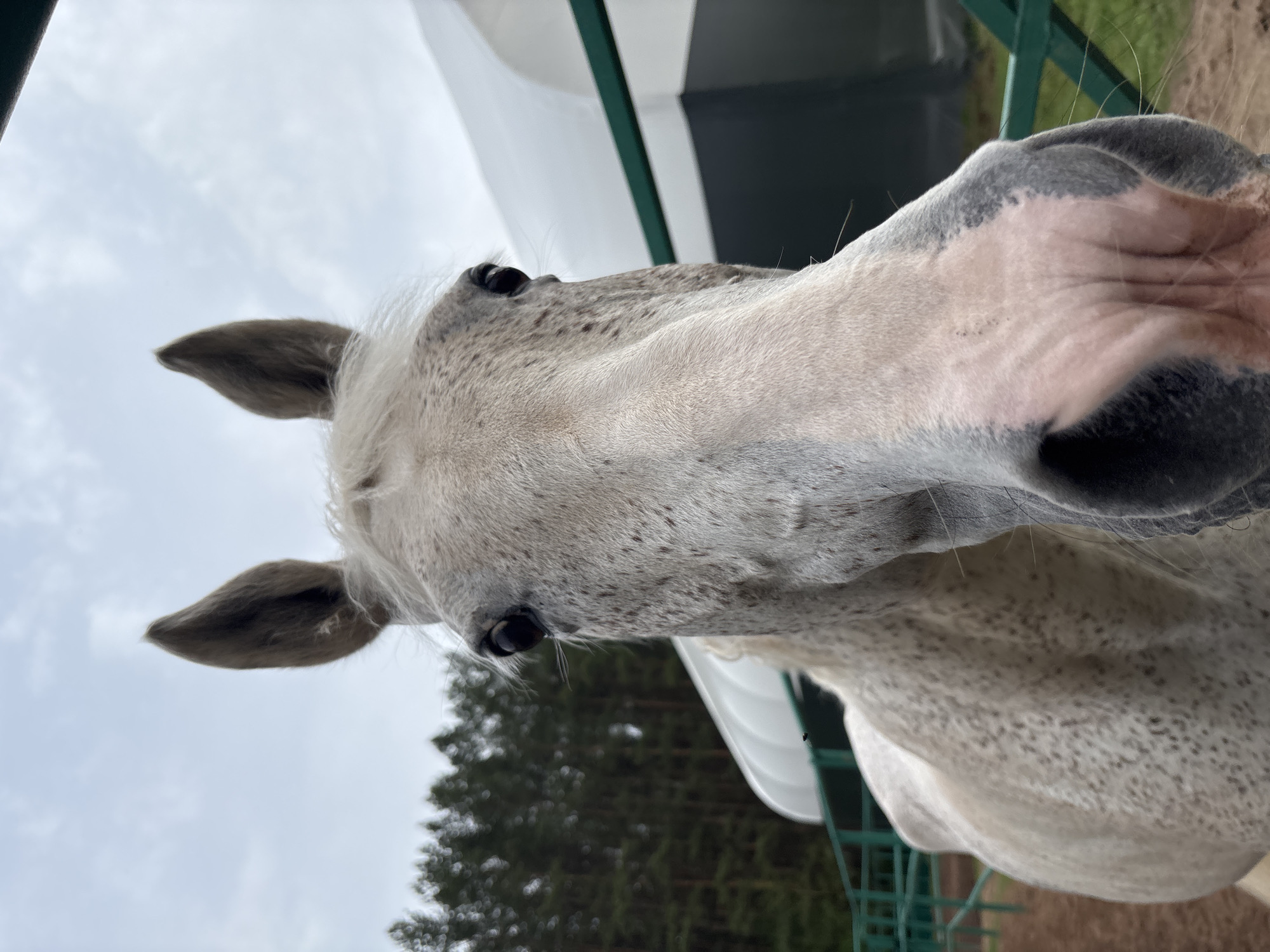 The image shows a close-up view of a dapple-grey horse's head. The horse has small ears, dark eyes, and a mottled grey and pink muzzle. The background includes a structure with white and dark-green elements and a wooded area with a cloudy sky. The image orientation is such that the horse's head is angled upward. There is no direct indication of the location being Русский Вожой, Russia.